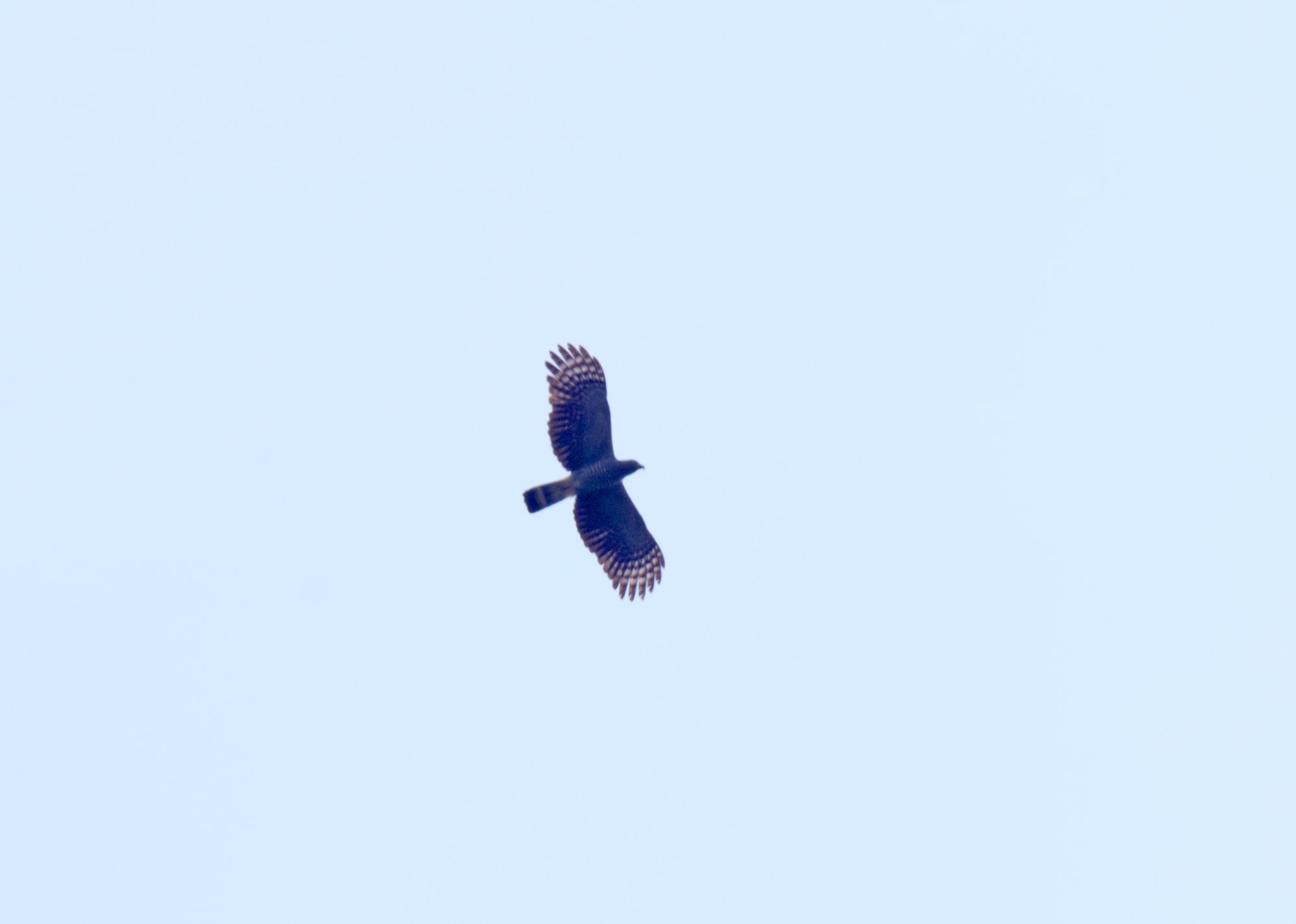 Hook-billed Kite_5284.jpg