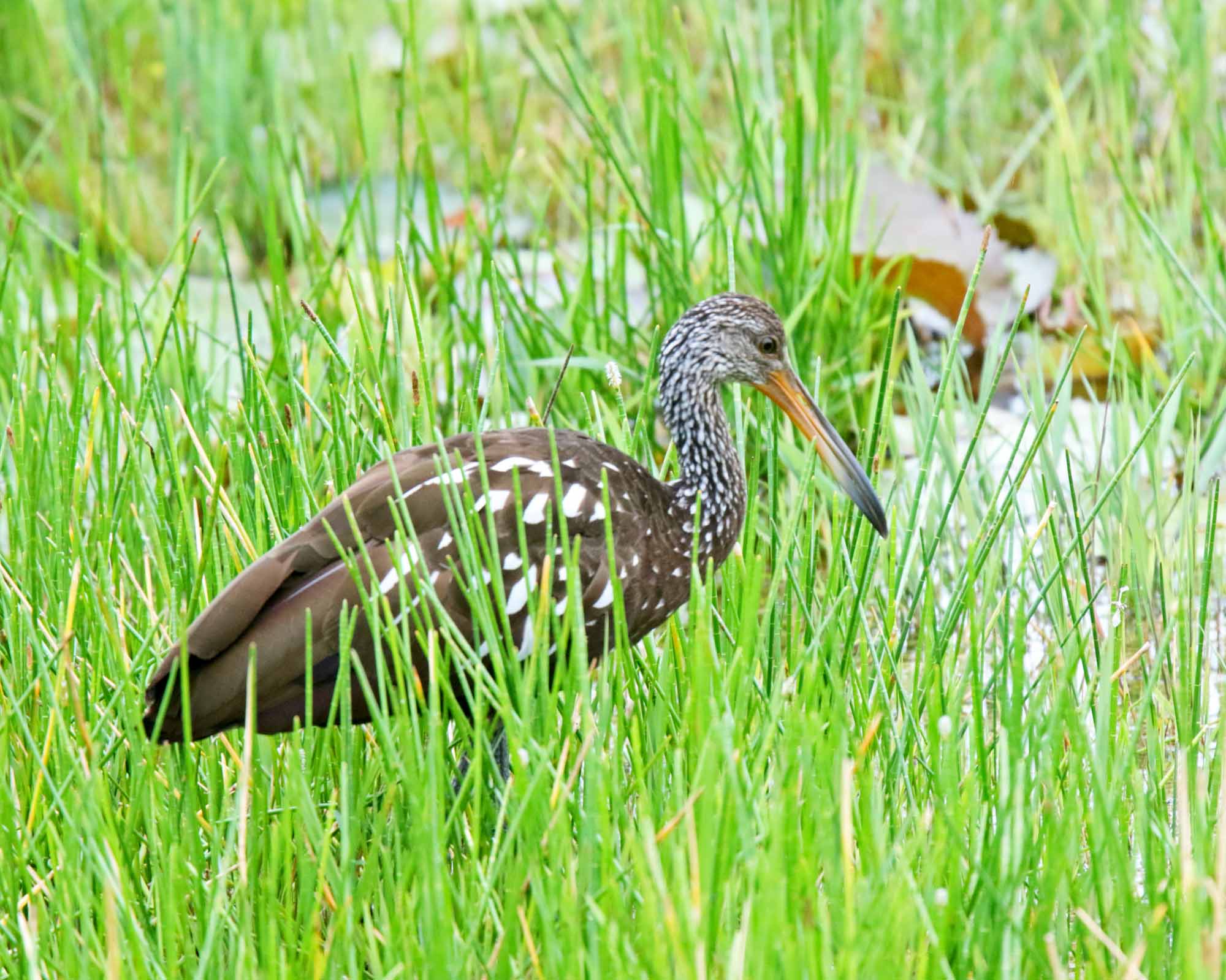 Limpkin_5198.jpg
