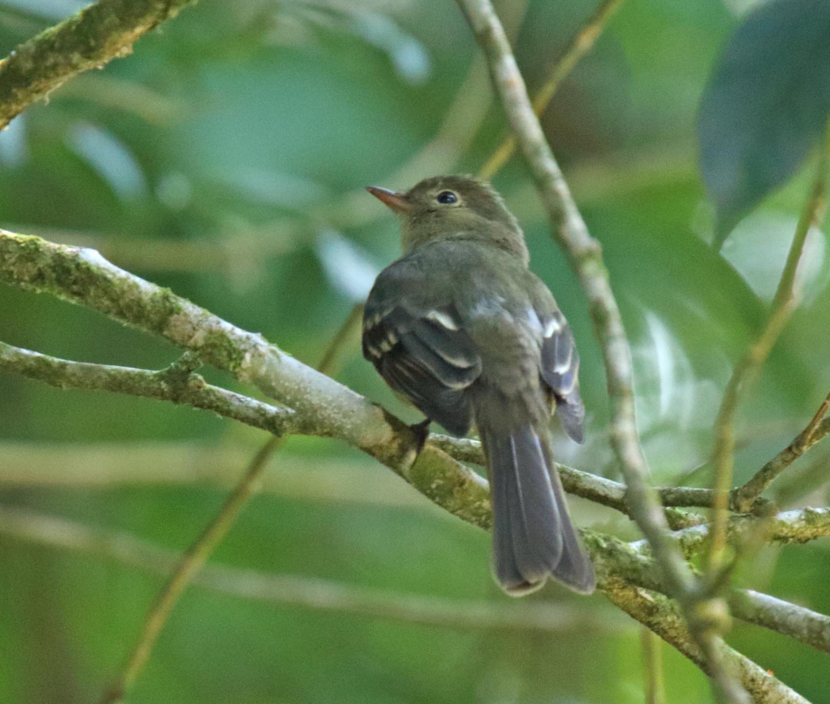 Mountain Elaenia_8014.jpg