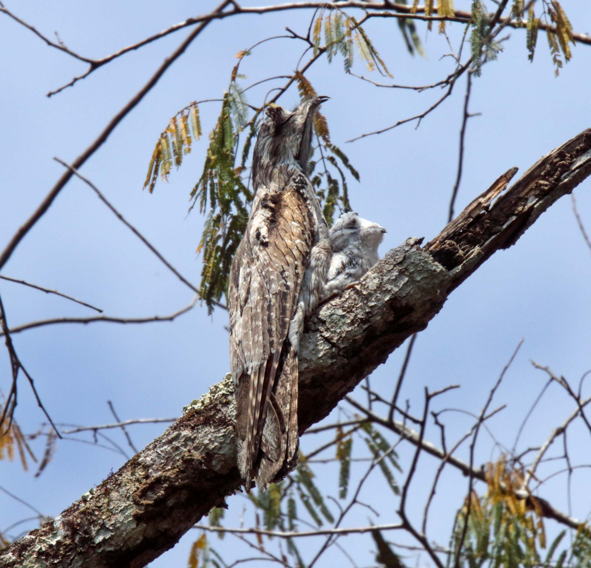 Northern Potoo and baby_5377.jpg
