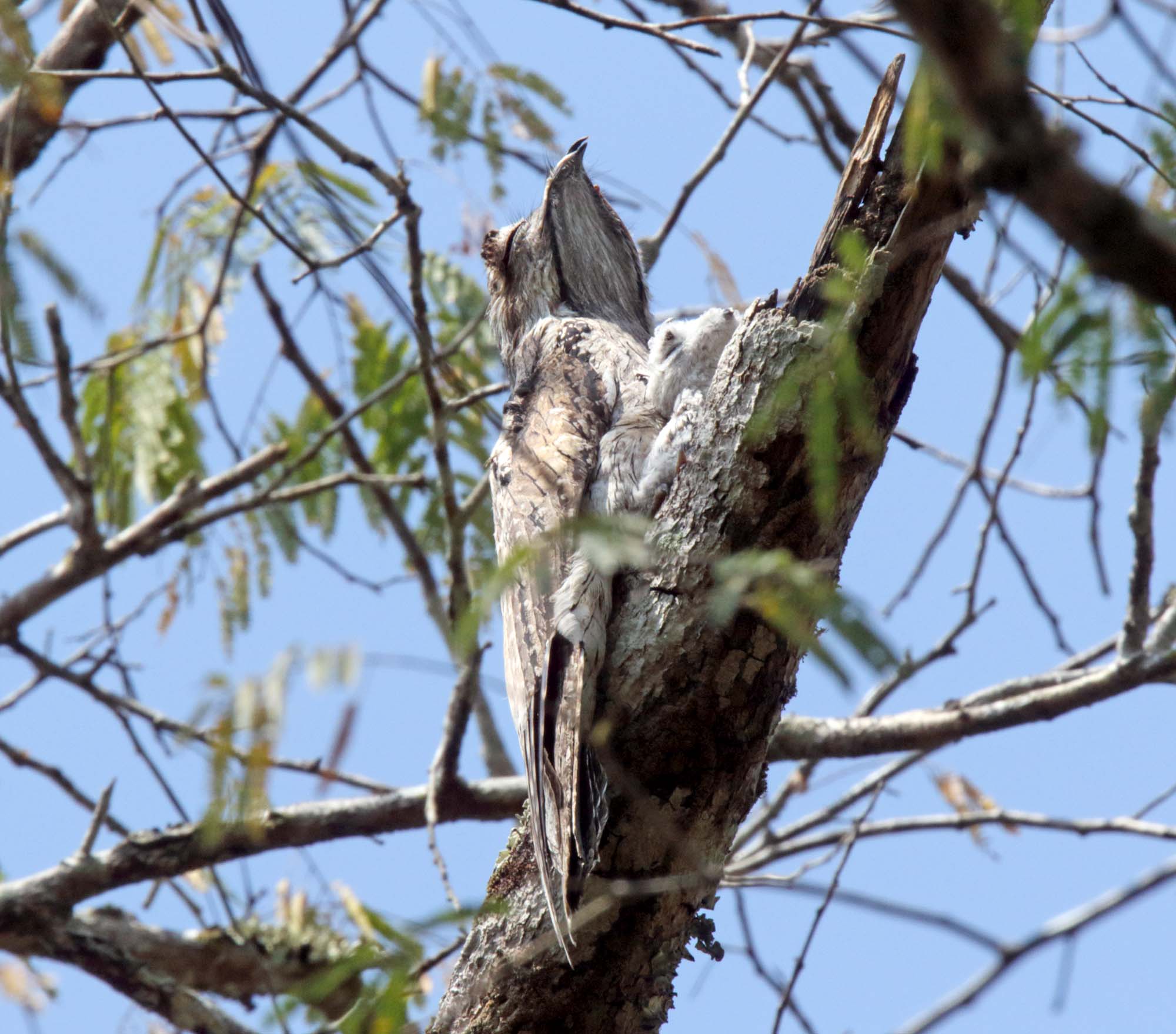 Northern Potoo and baby_5385.jpg