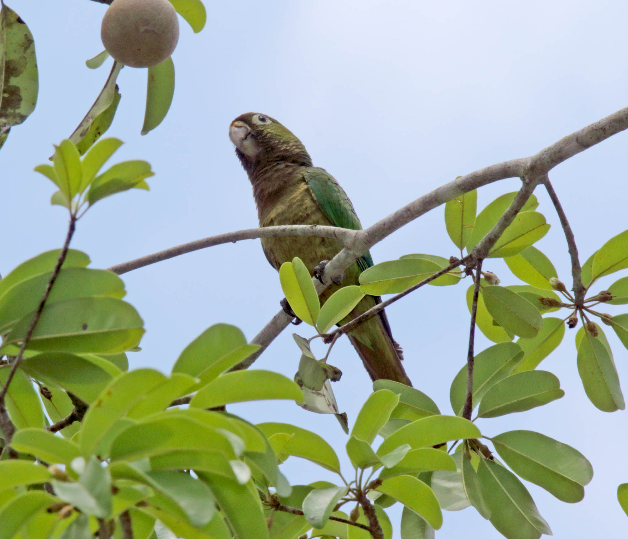 Olive-throated Parakeet_5670.jpg