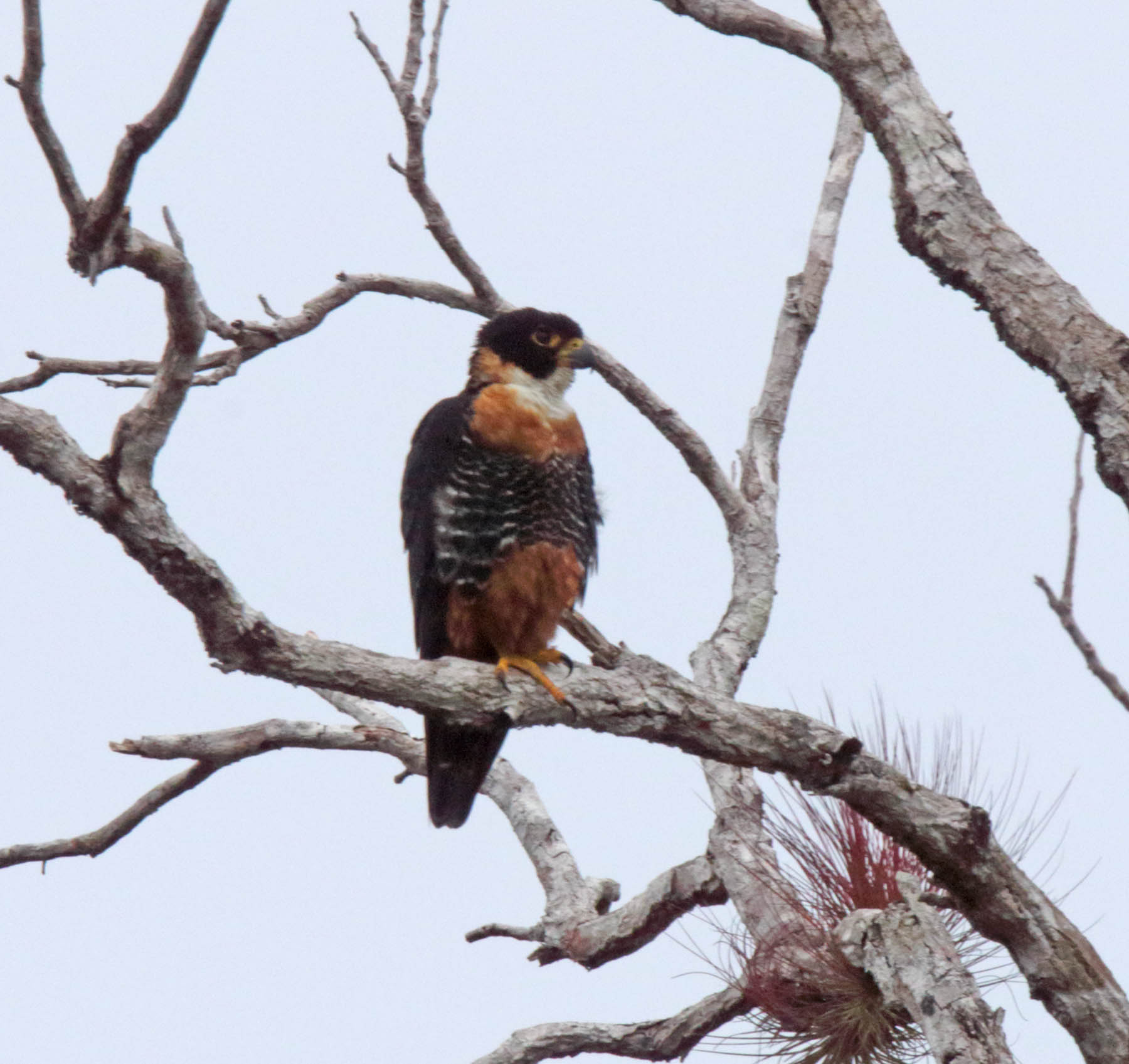 Orange-breasted Falcon_6389.jpg