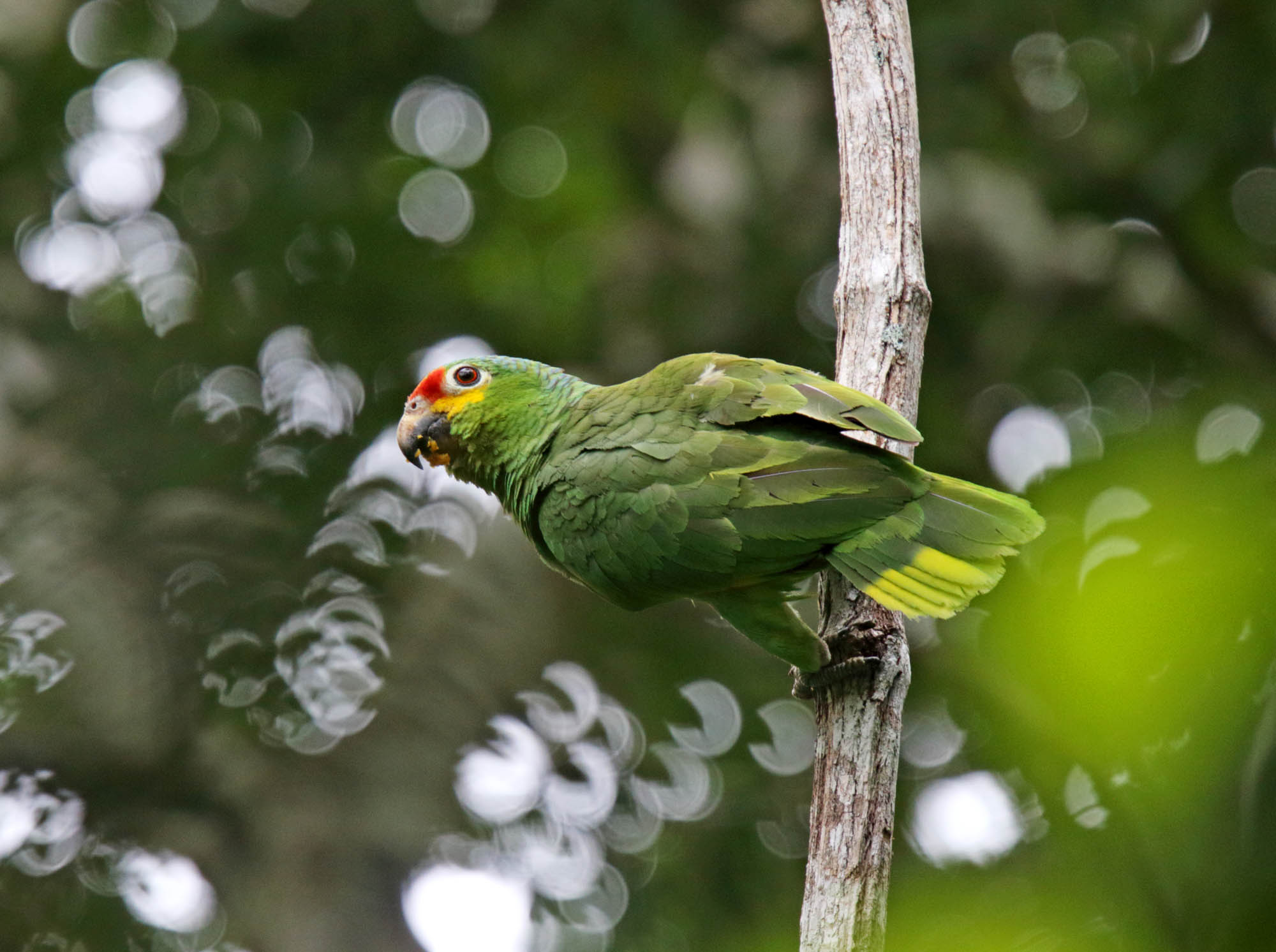 Red-lored Amazon_6486.jpg