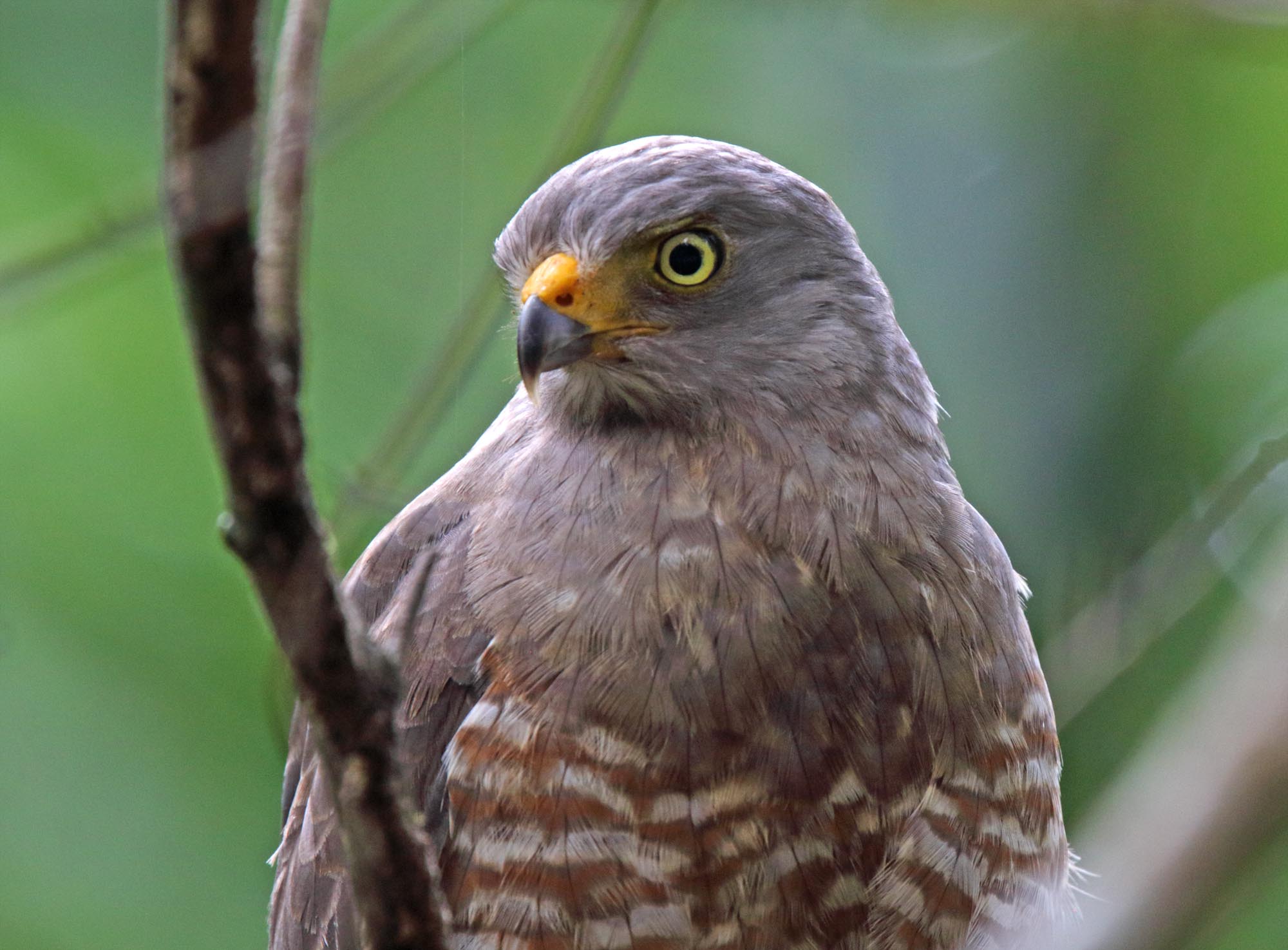 Roadside Hawk_5347.jpg