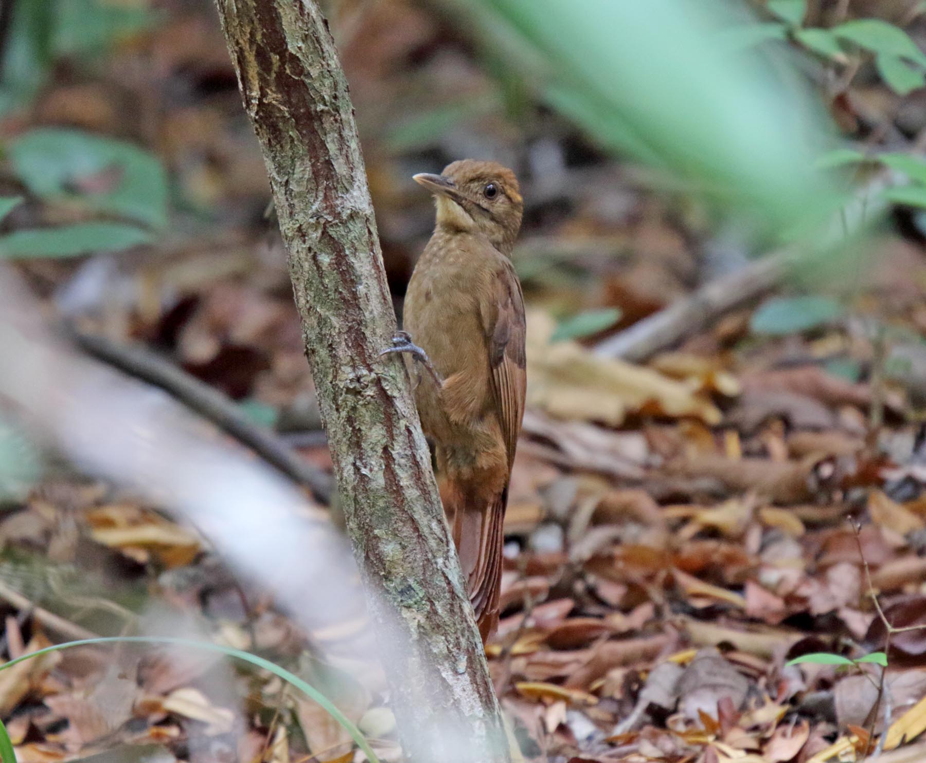 Tawny-winged Woodcreeper_5596.jpg