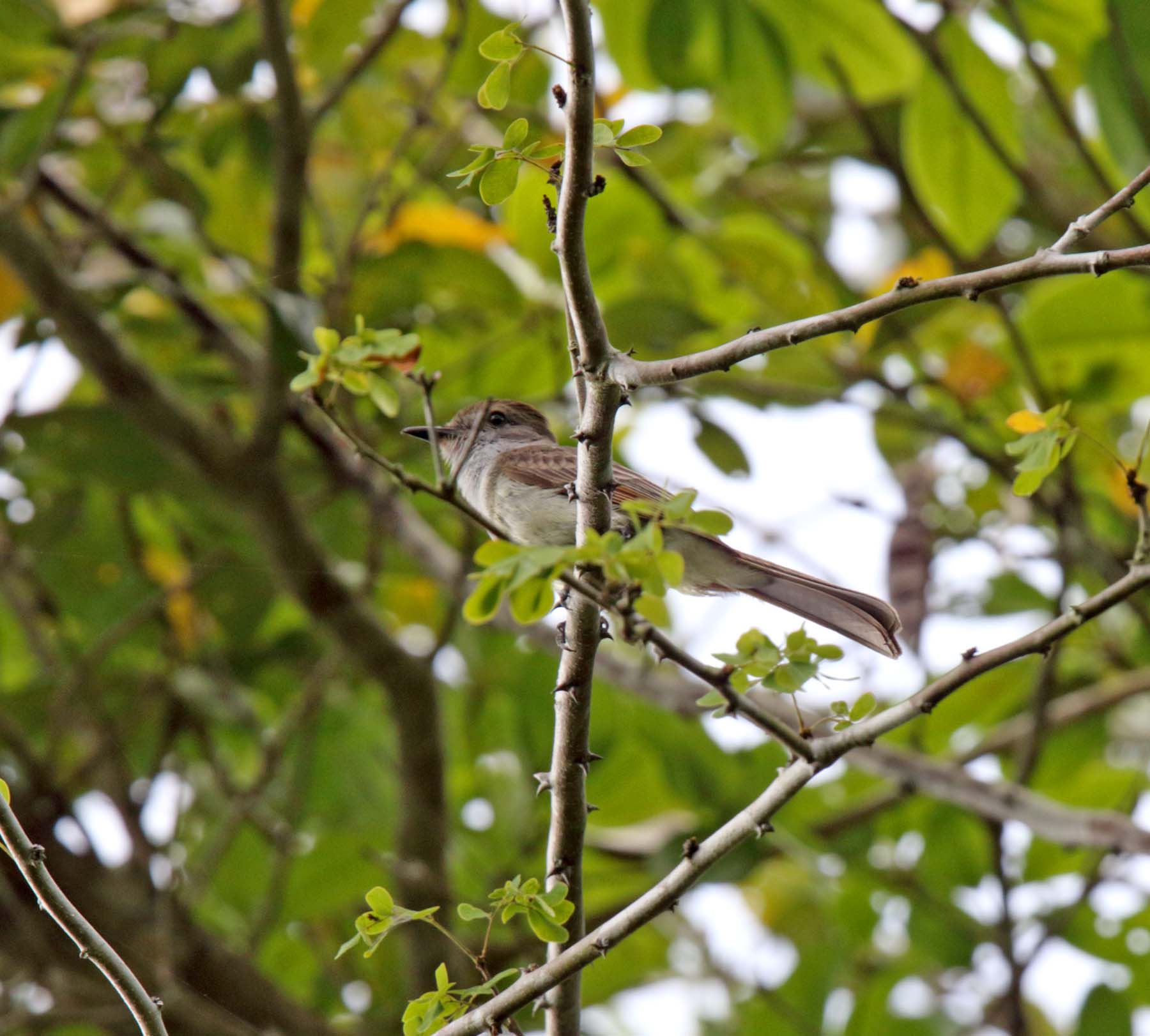 Yucatan Flycatcher_5943.jpg