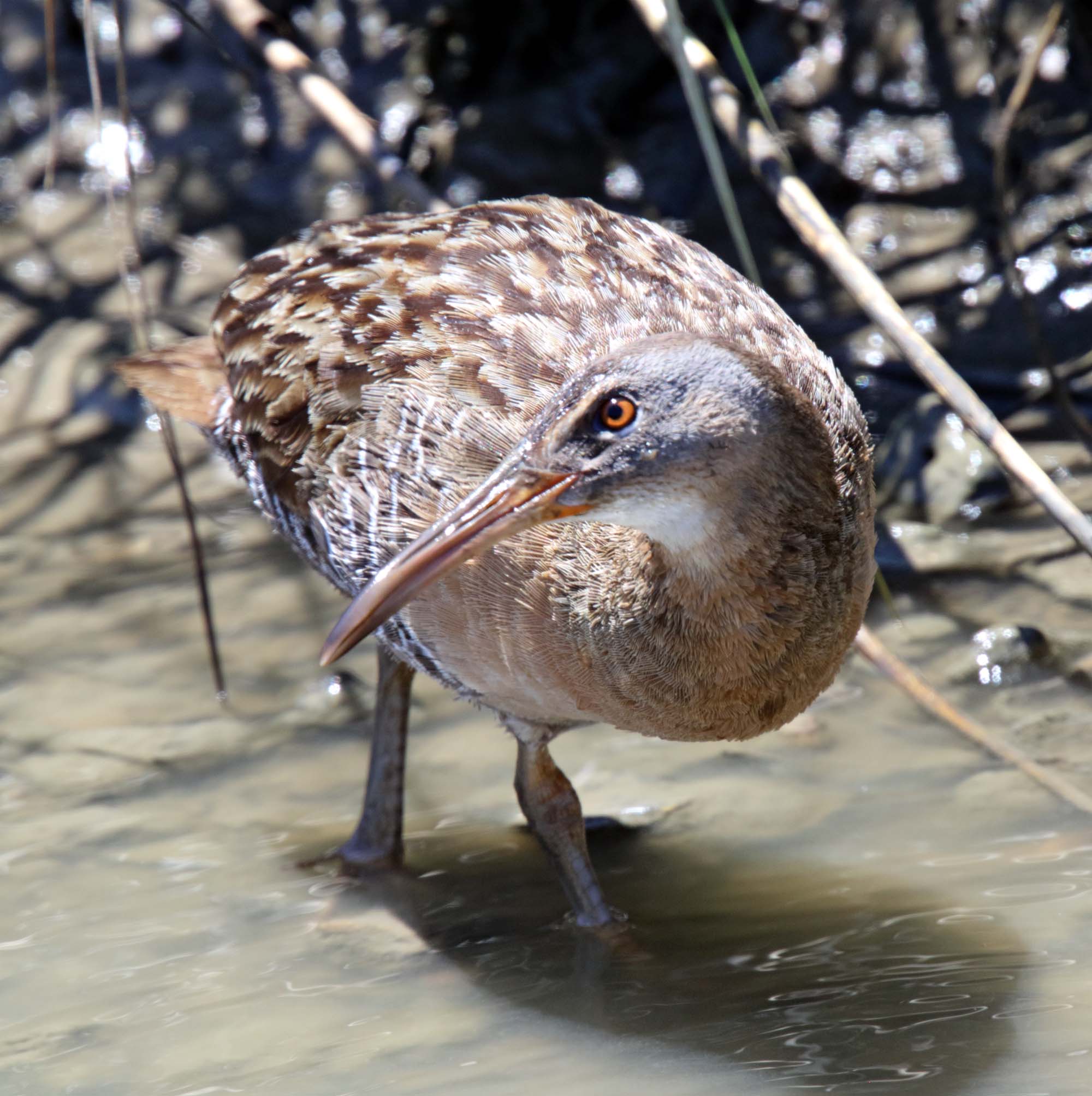 Clapper_Rail_4917.jpg