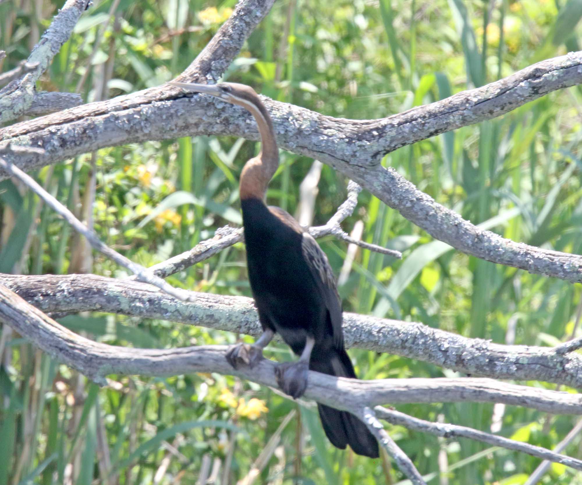 African Darter_8122.jpg