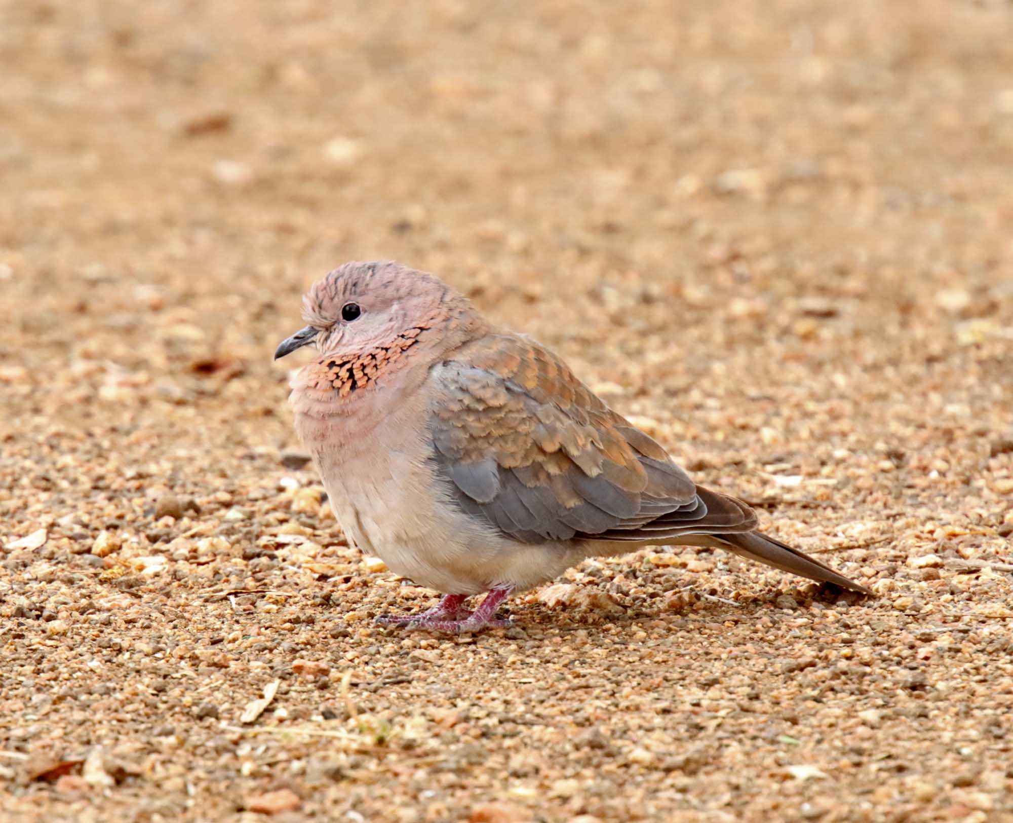 Laughing Dove_3587.jpg