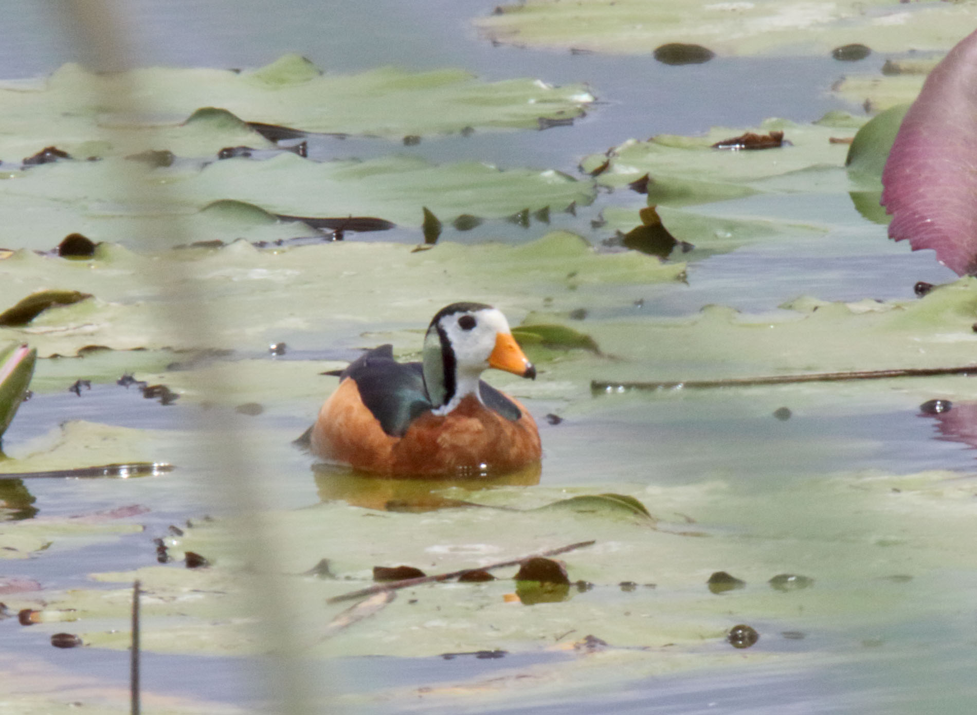 African Pygmy Goose - male_8962.jpg