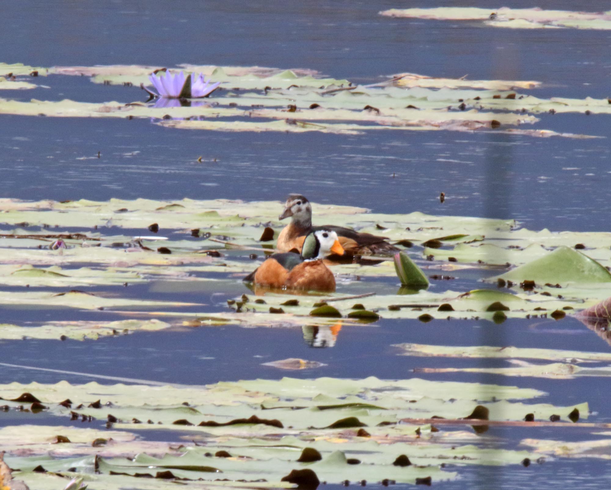 African Pygmy Goose - pair_8957.jpg