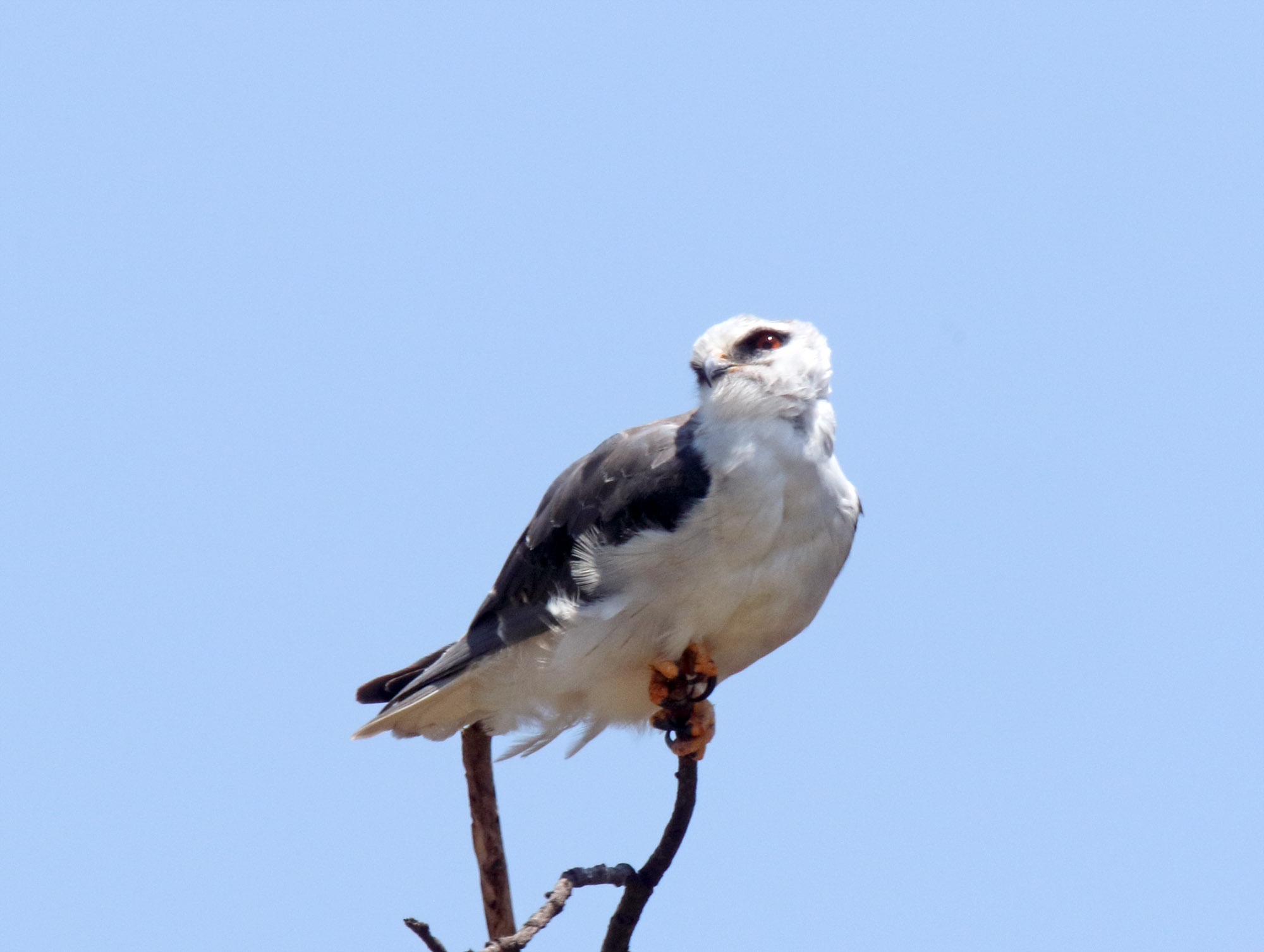 Black-winged Kite_8186.jpg