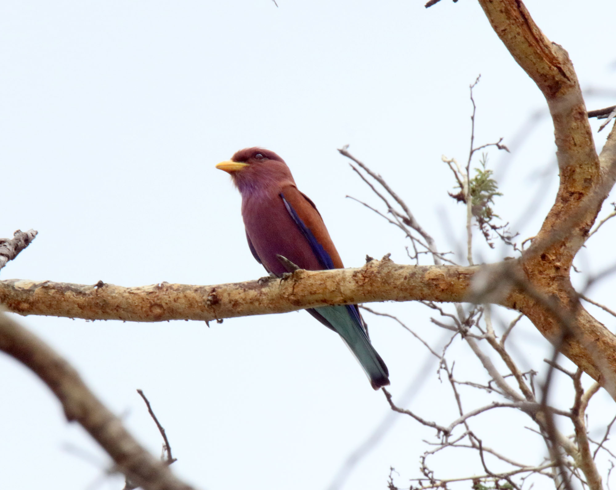 Broad-billed Roller_8158.jpg