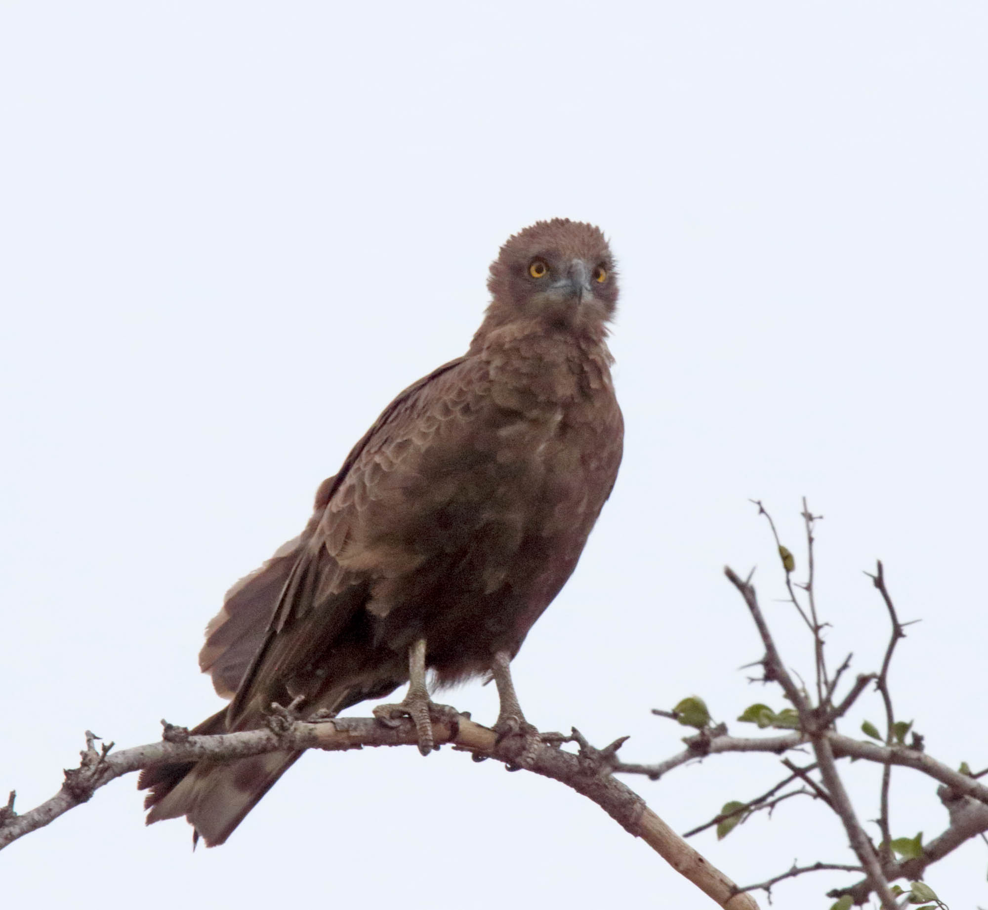 Brown Snake Eagle_1161.jpg