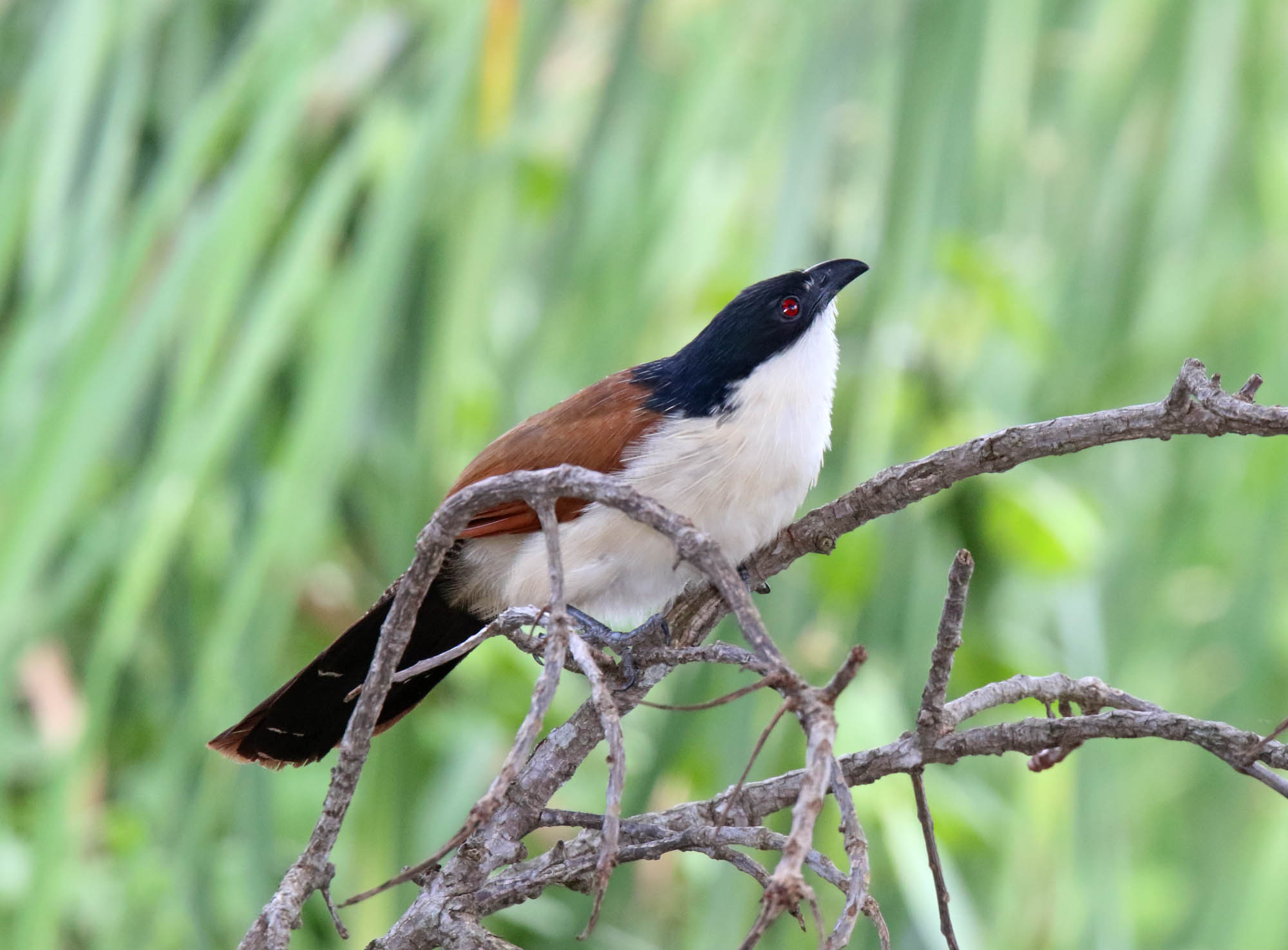 Burchells Coucal_9458.jpg