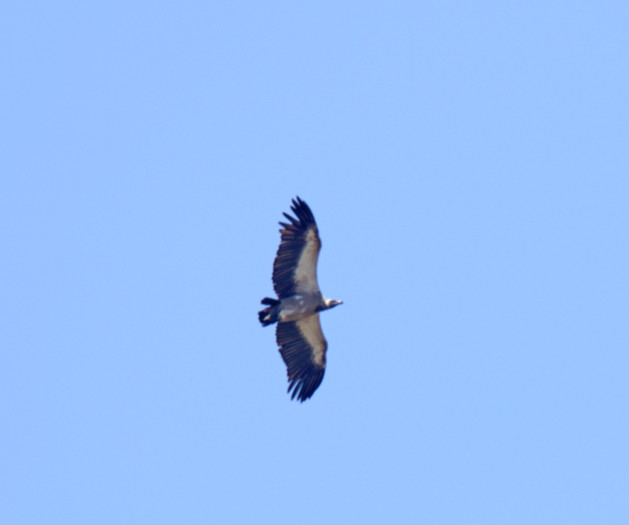 Cape Vulture_4925.jpg