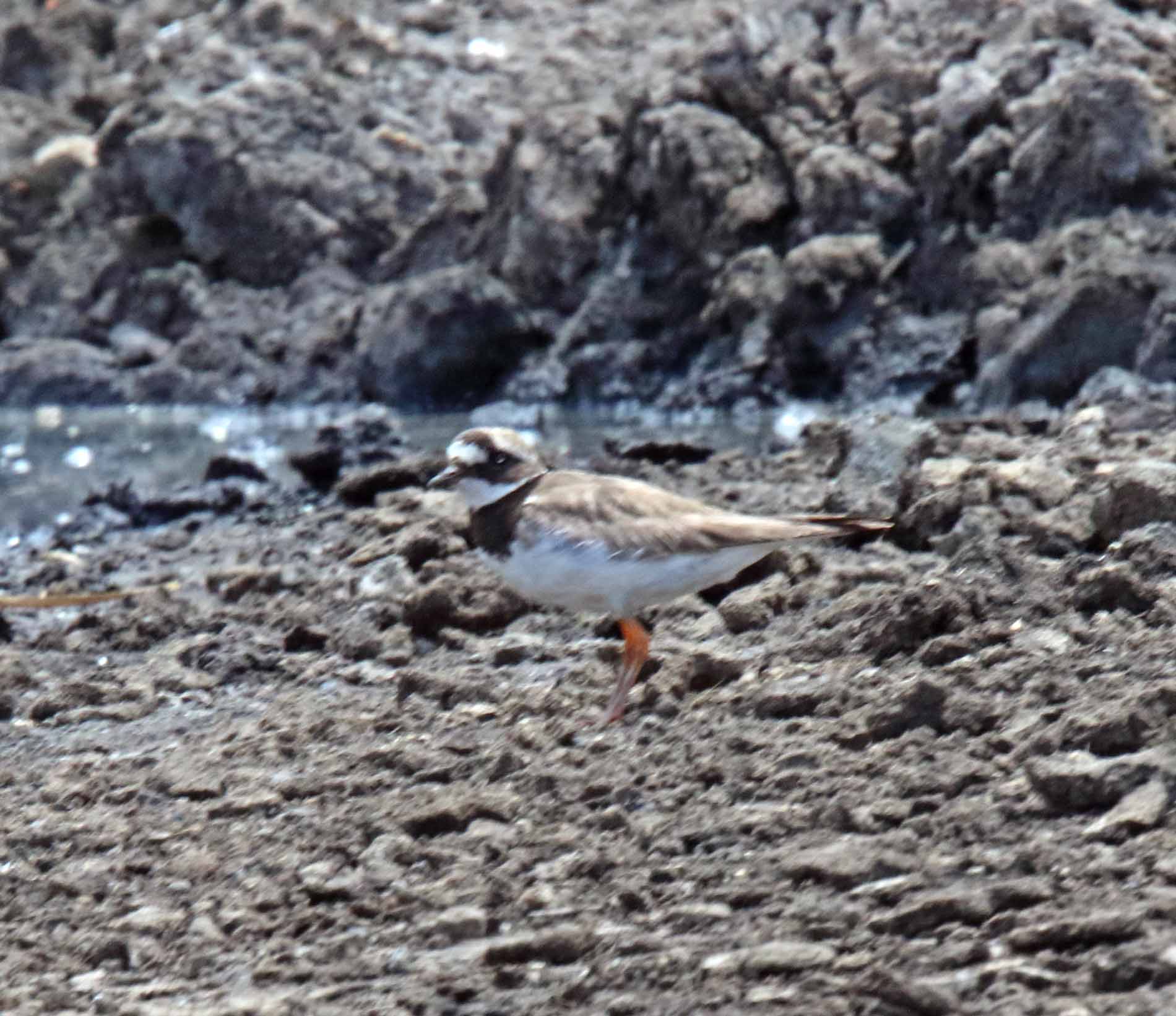 Common Ringed Plover_0357.jpg