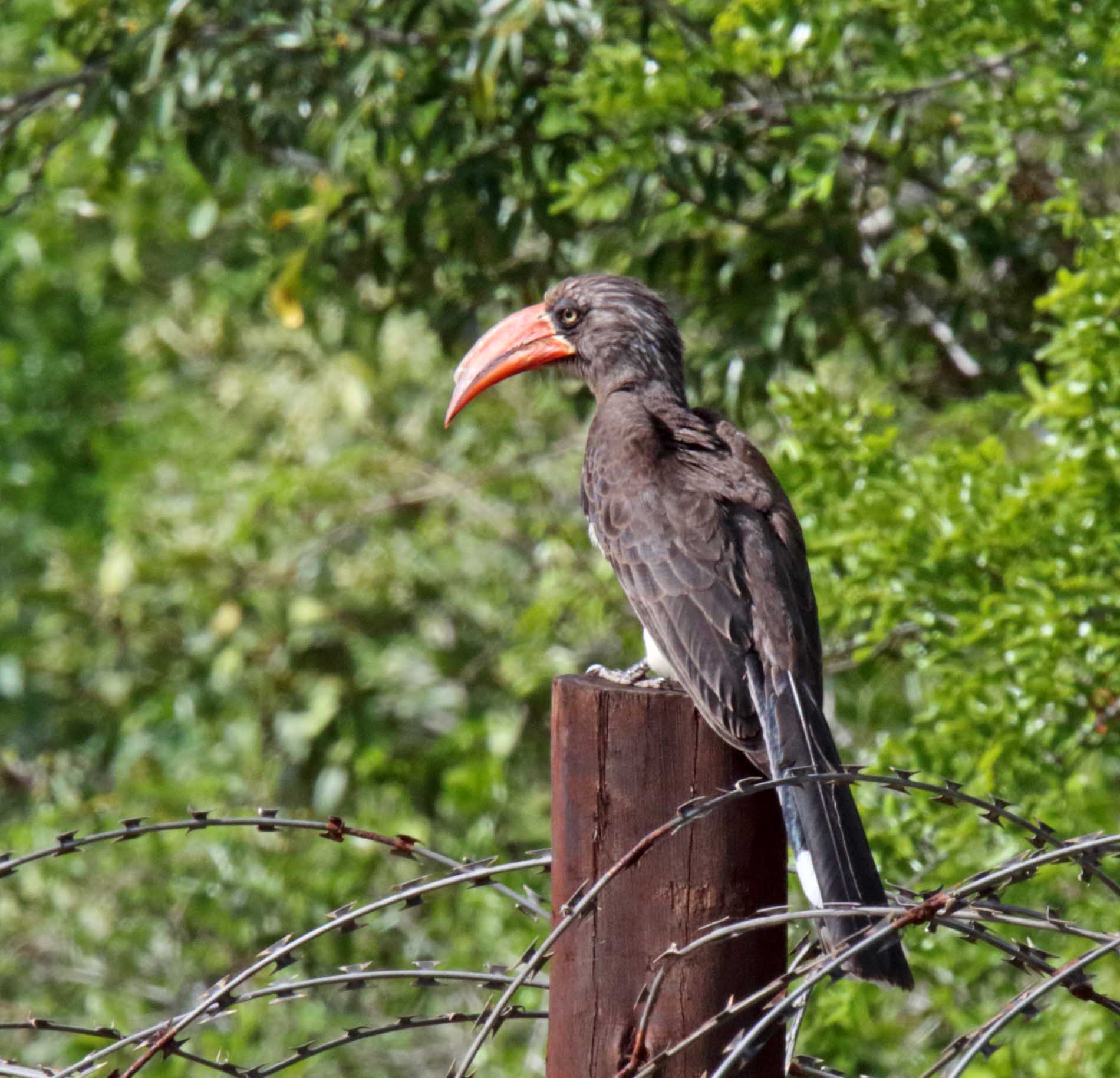 Crowned Hornbill_8437.jpg