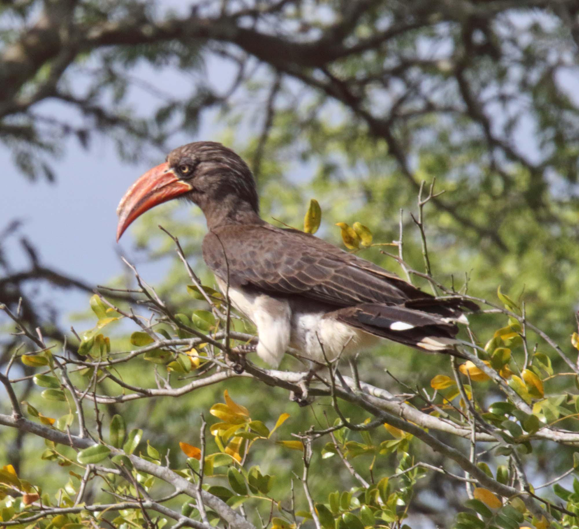 Crowned Hornbill_8462.jpg