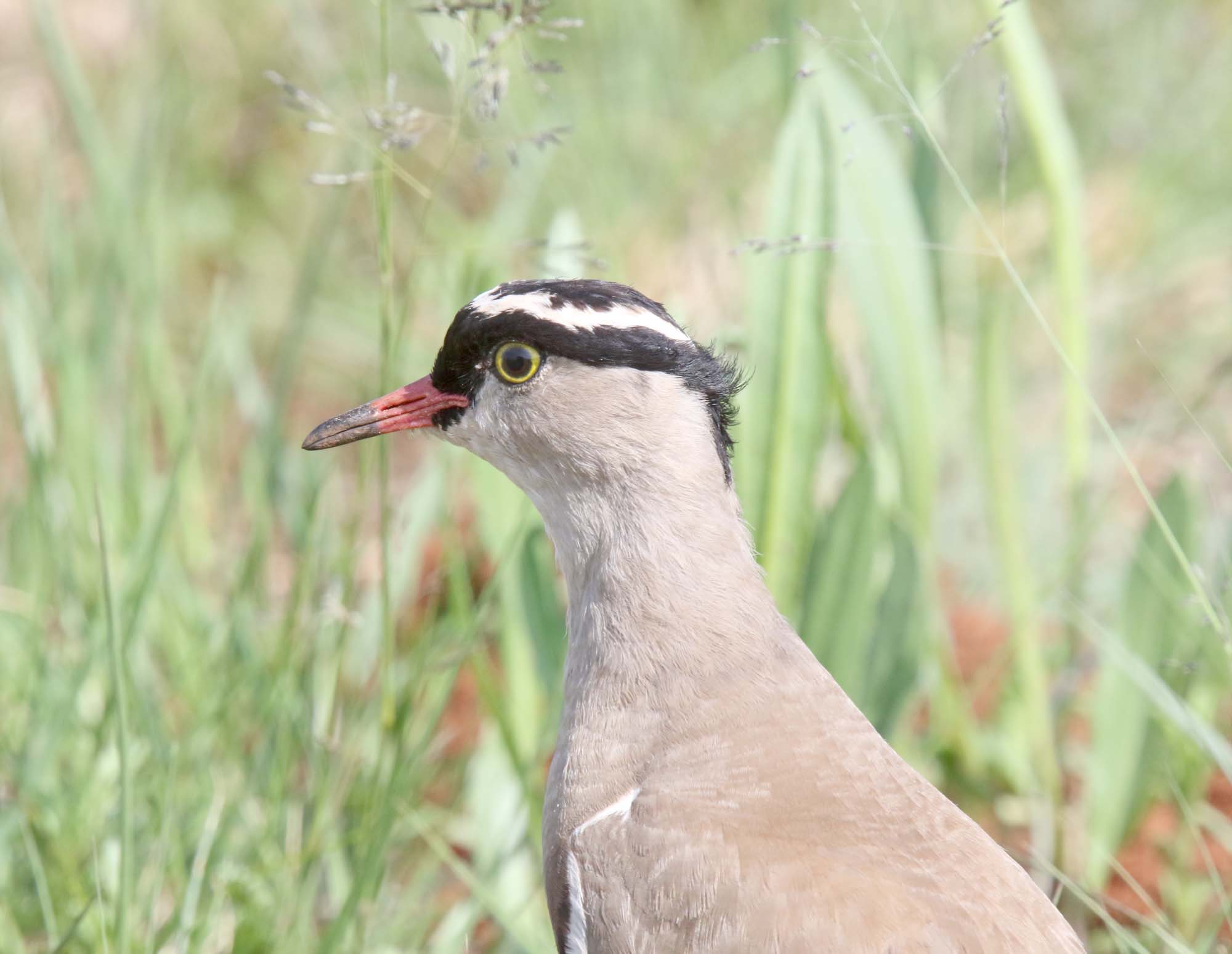 Crowned Lapwing_7742.jpg