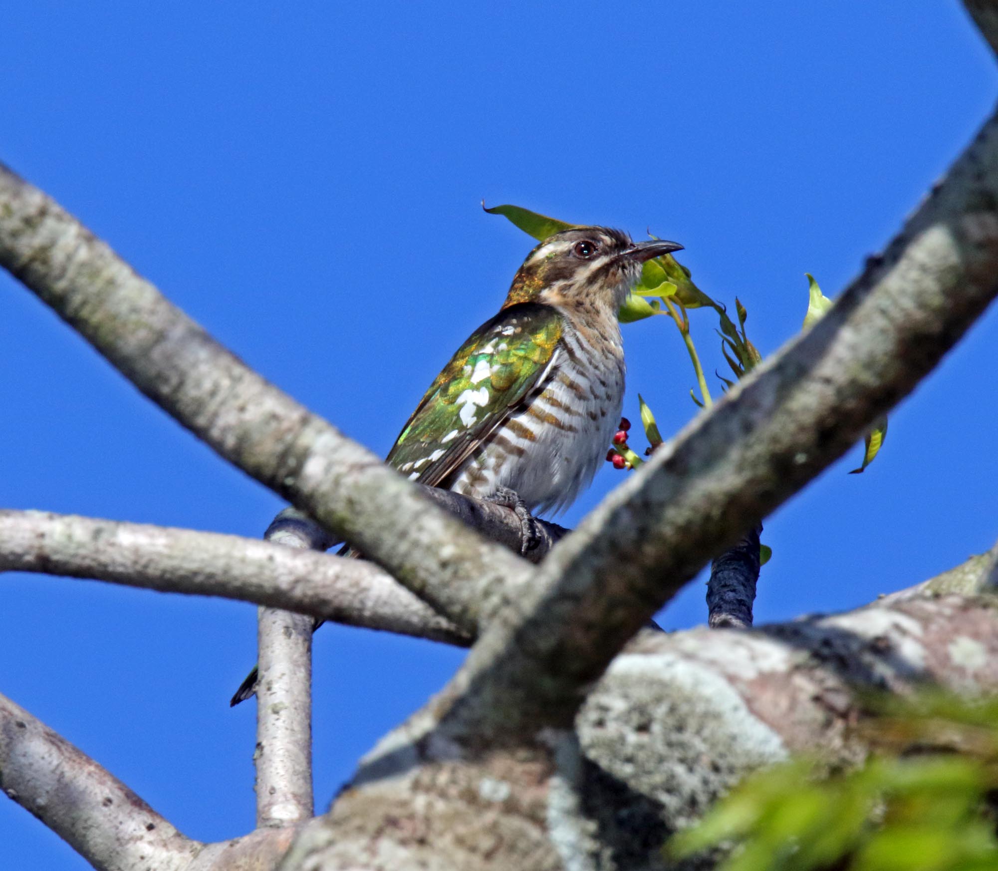 Diederic Cuckoo - female_4561.jpg