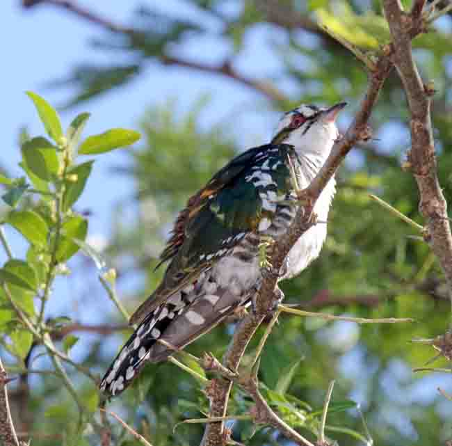 Diederik Cuckoo - male blog_4529.jpg