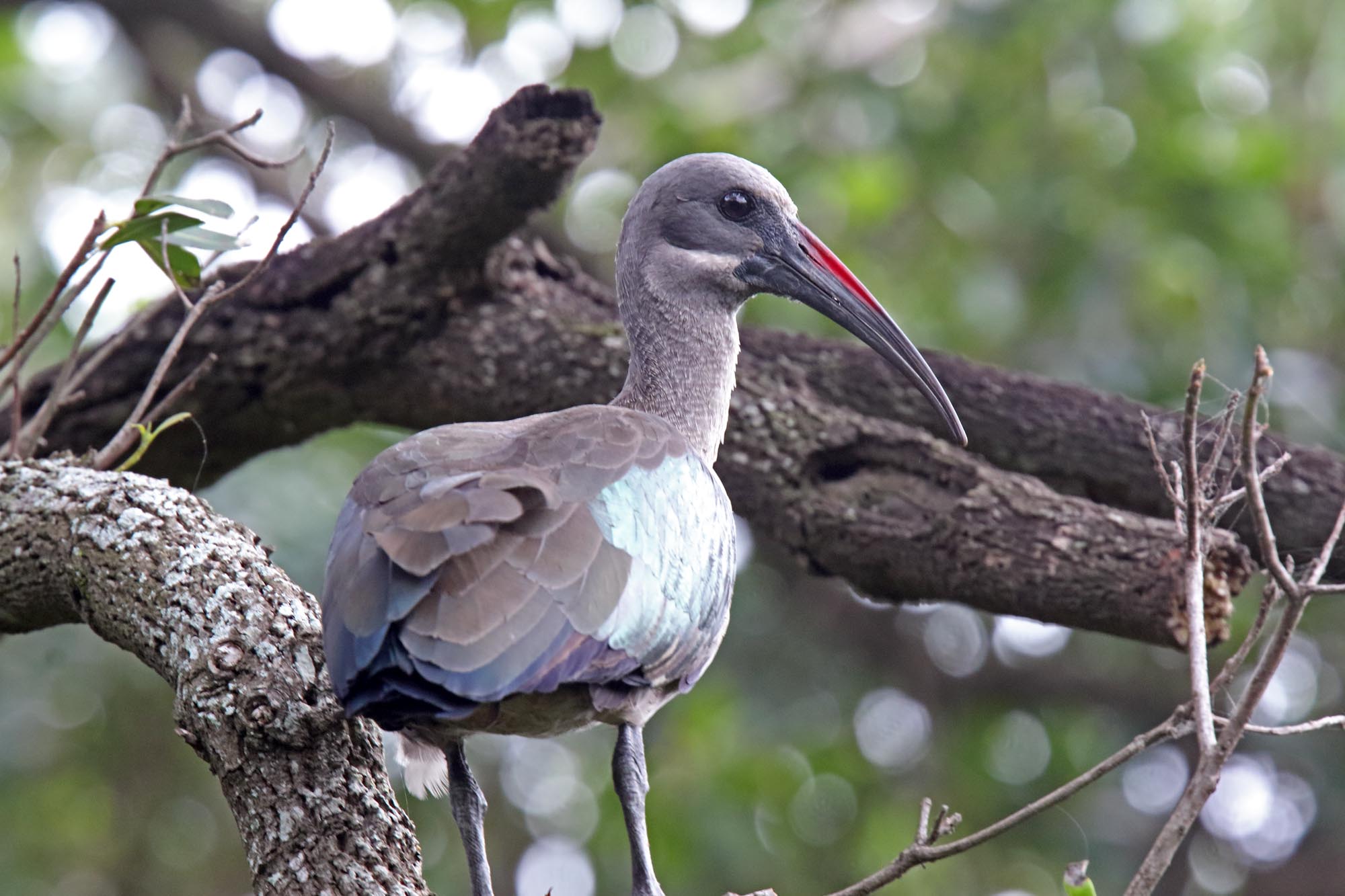 Hadada Ibis_8838.jpg