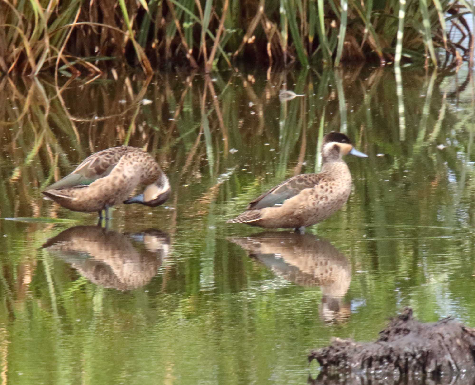 Blue-billed Teal_0101.jpg