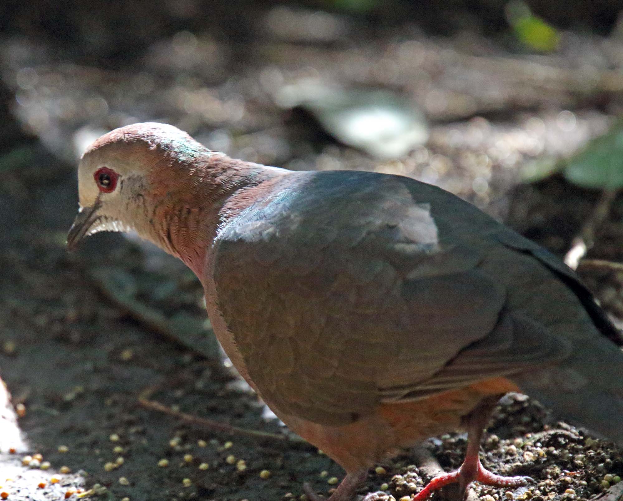 Lemon Dove_0696.jpg