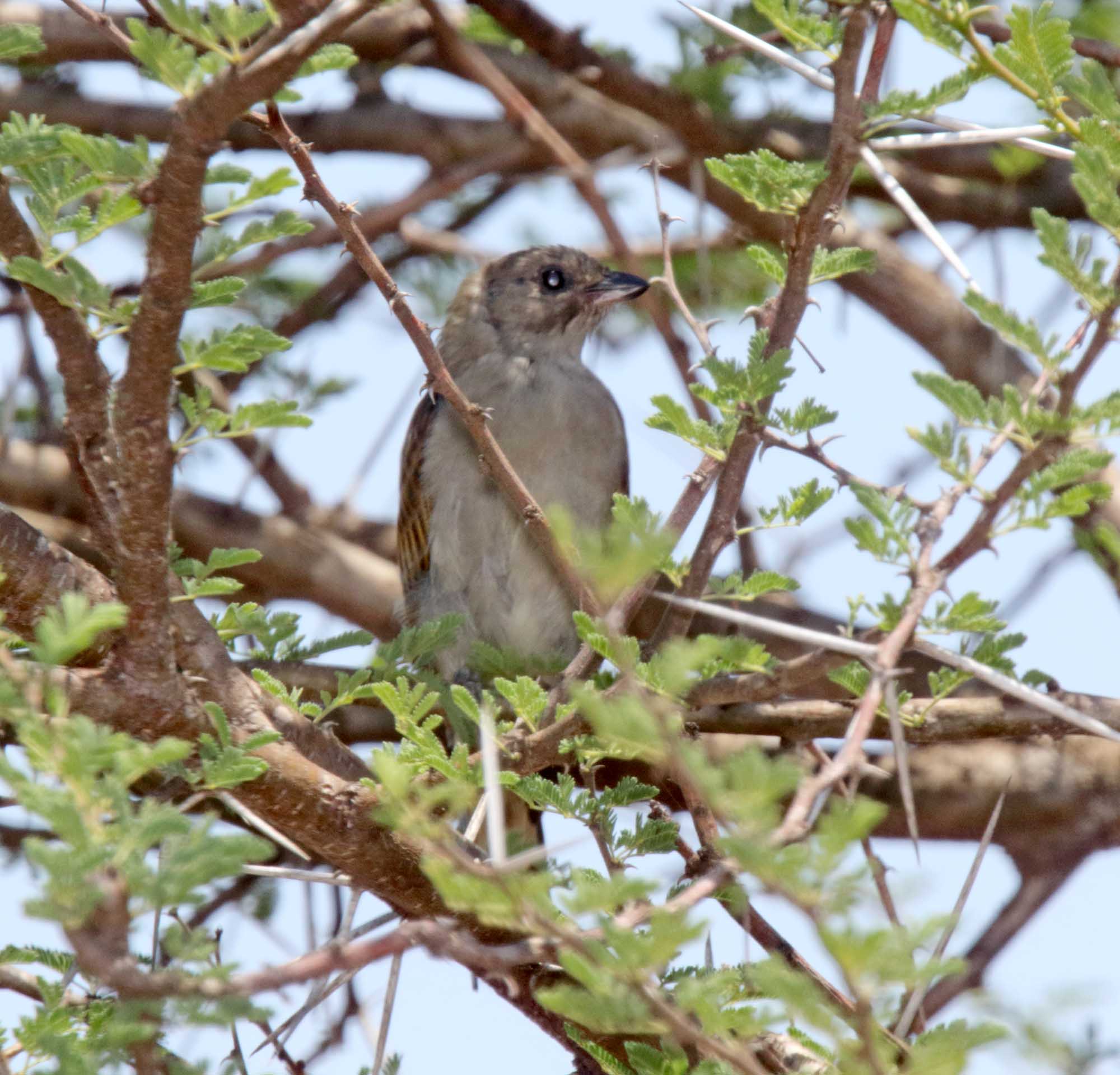 Lesser Honeyguide_0432.jpg