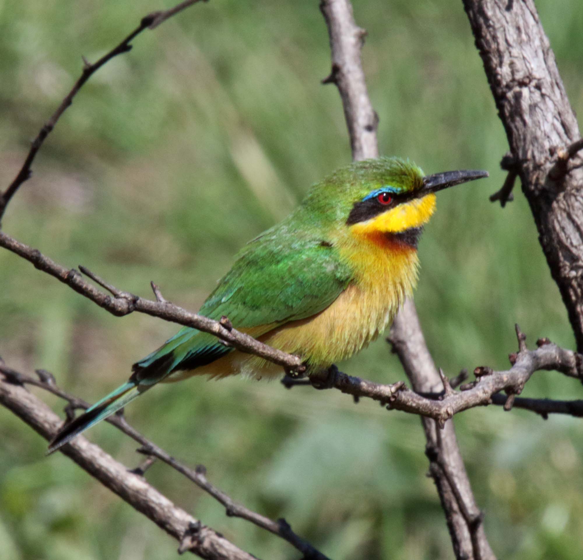 Little Bee-eater_4671.jpg