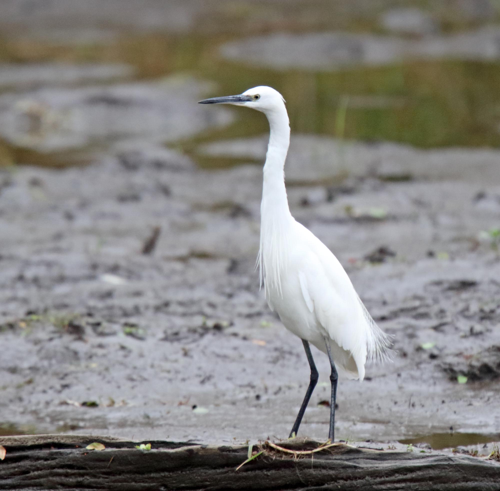 Little Egret_1113.jpg