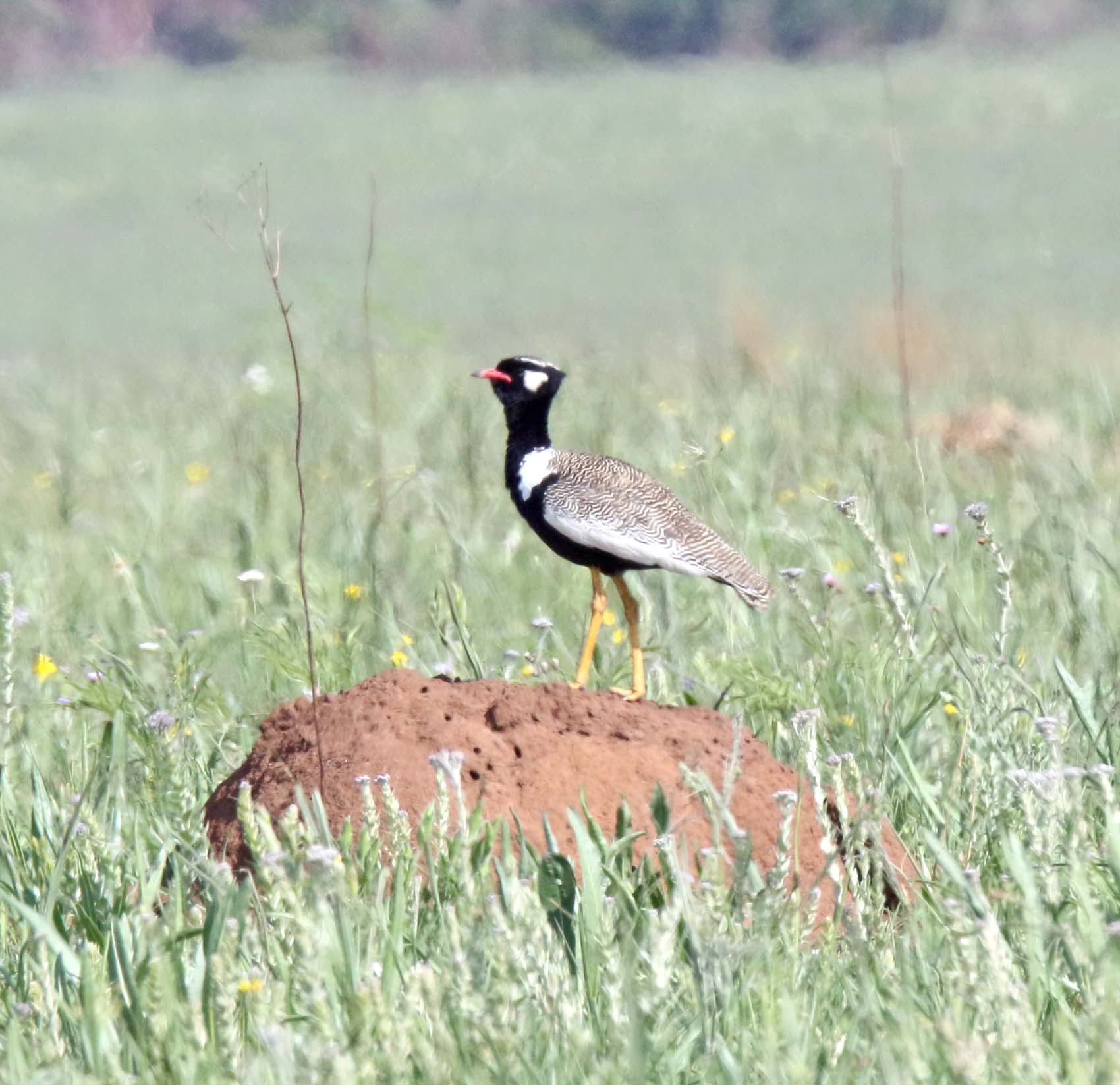 Northern Black Korhaan_7759.jpg