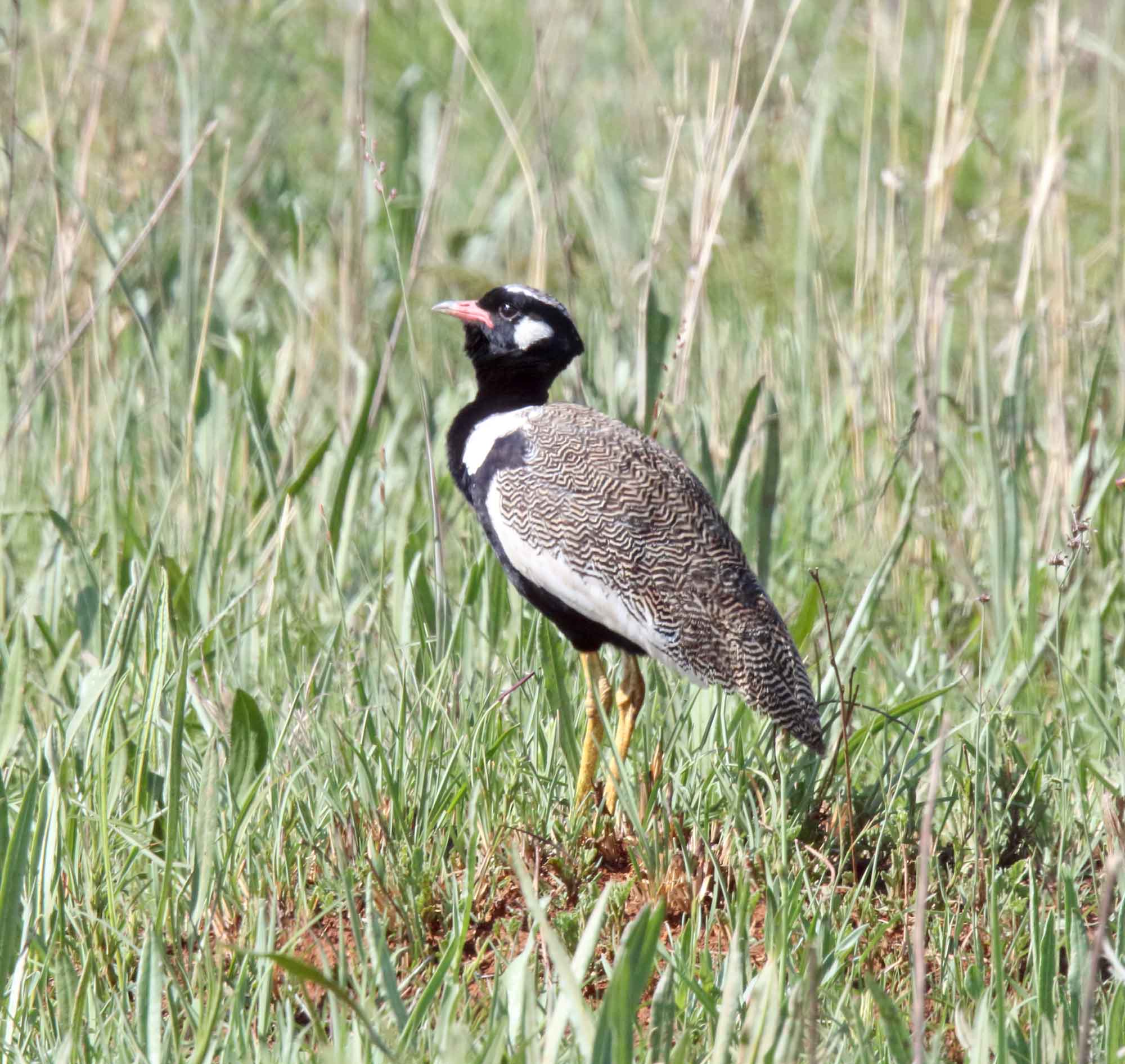 Northern Black Korhaan_7801.jpg