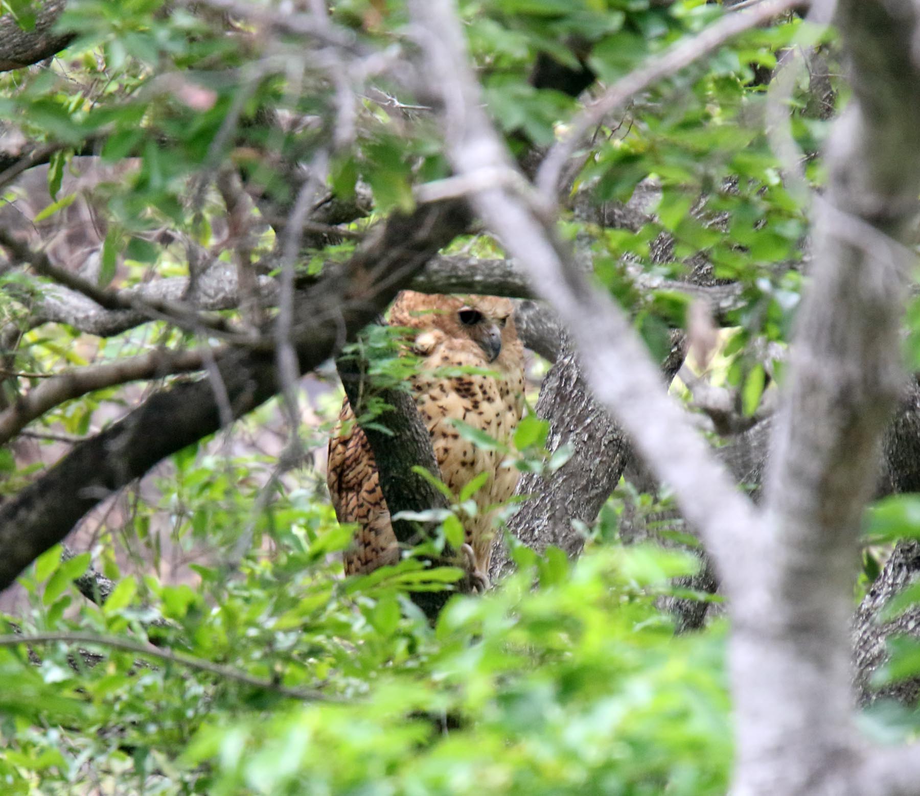 Pels Fishing Owl_5808.jpg