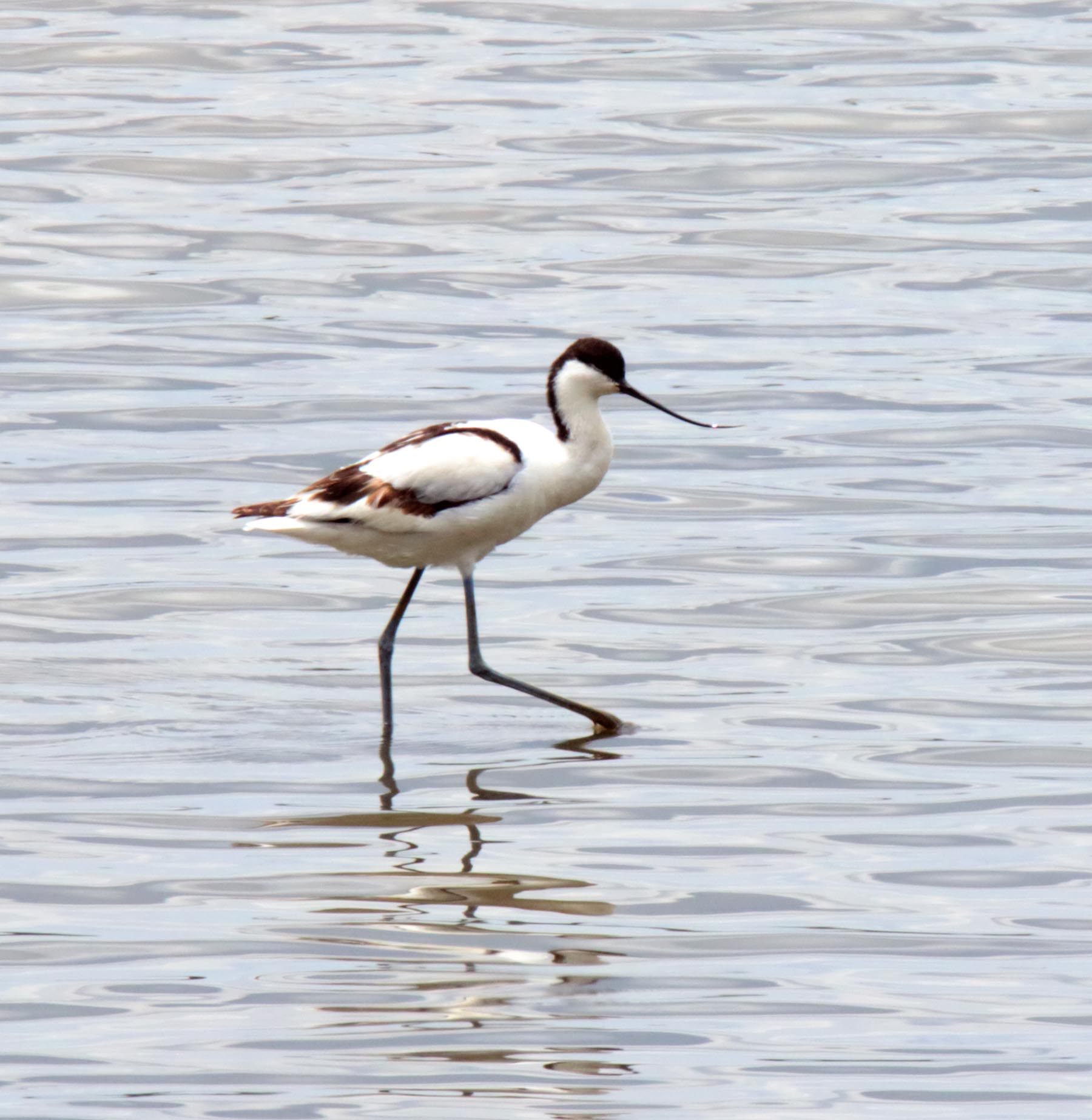 Pied Avocet_8221.jpg