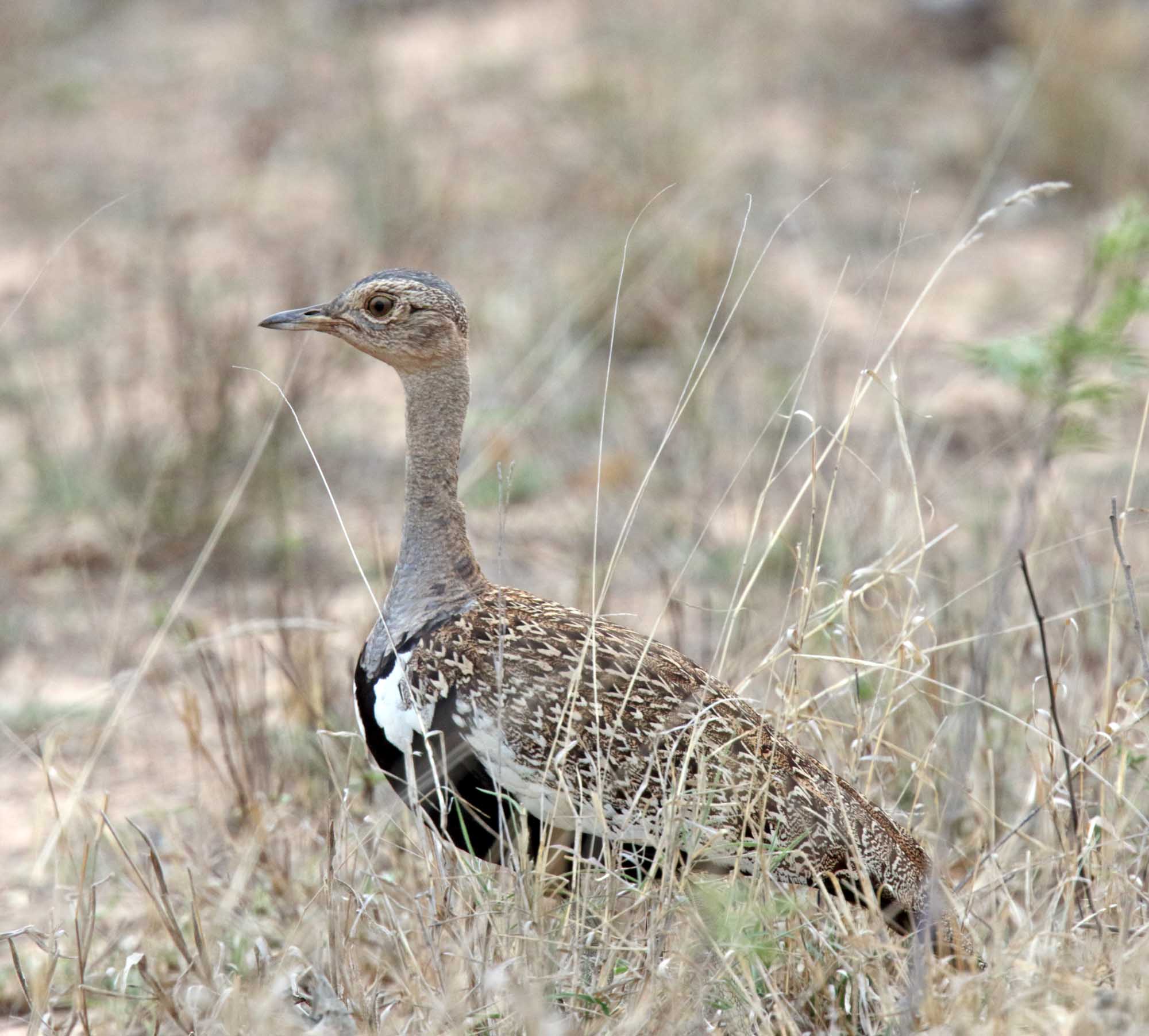 Red-crested Korhaan_2162.jpg