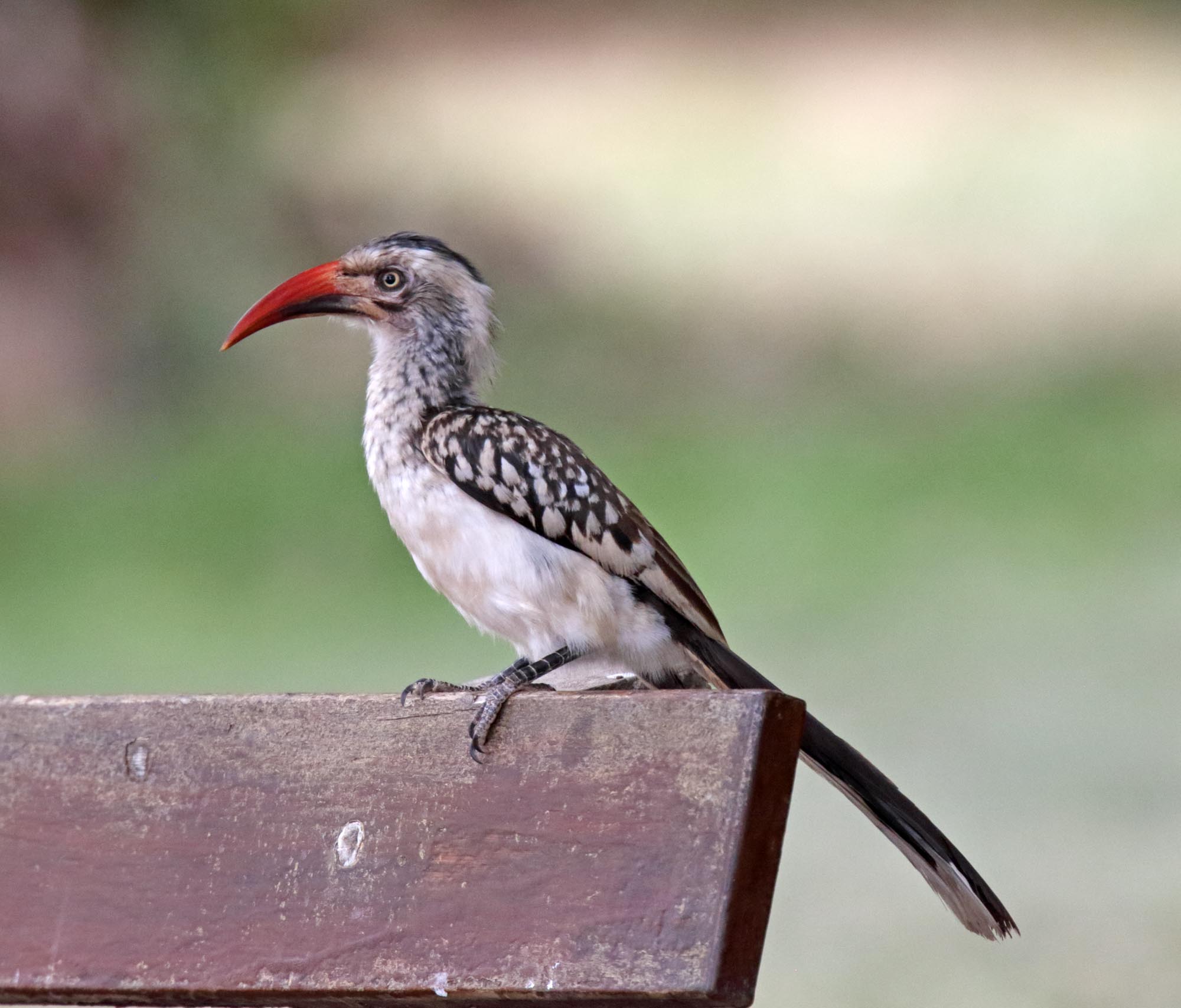 Southern Red-billed Hornbill_3465.jpg