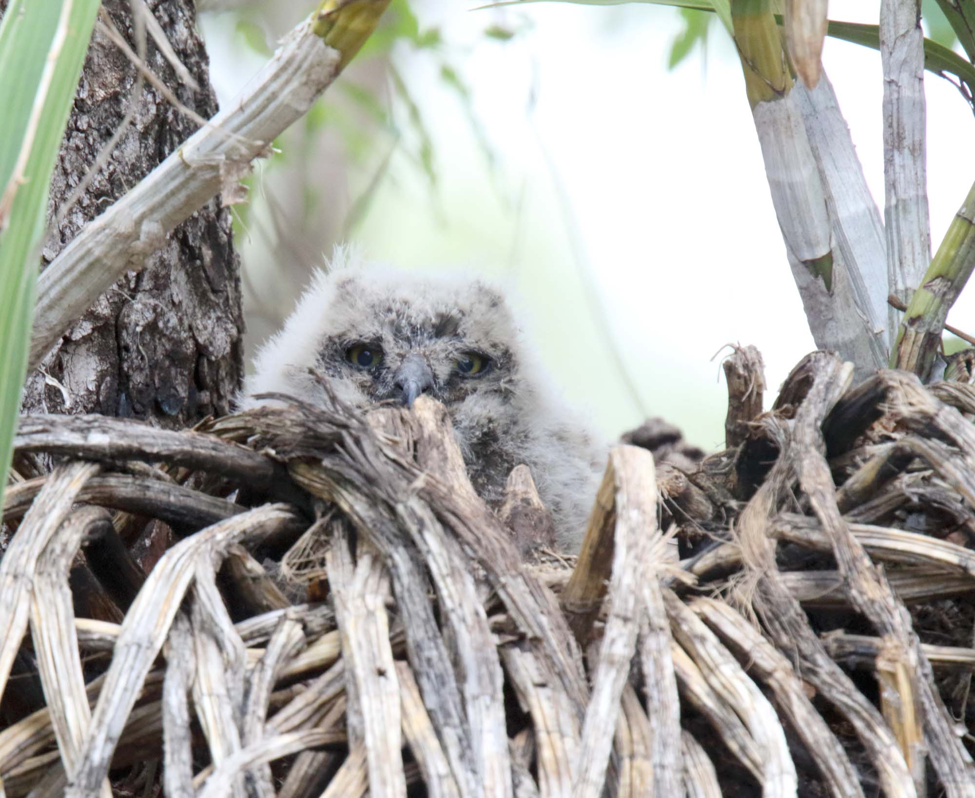 Spotted Eagle-Owl_8319.jpg