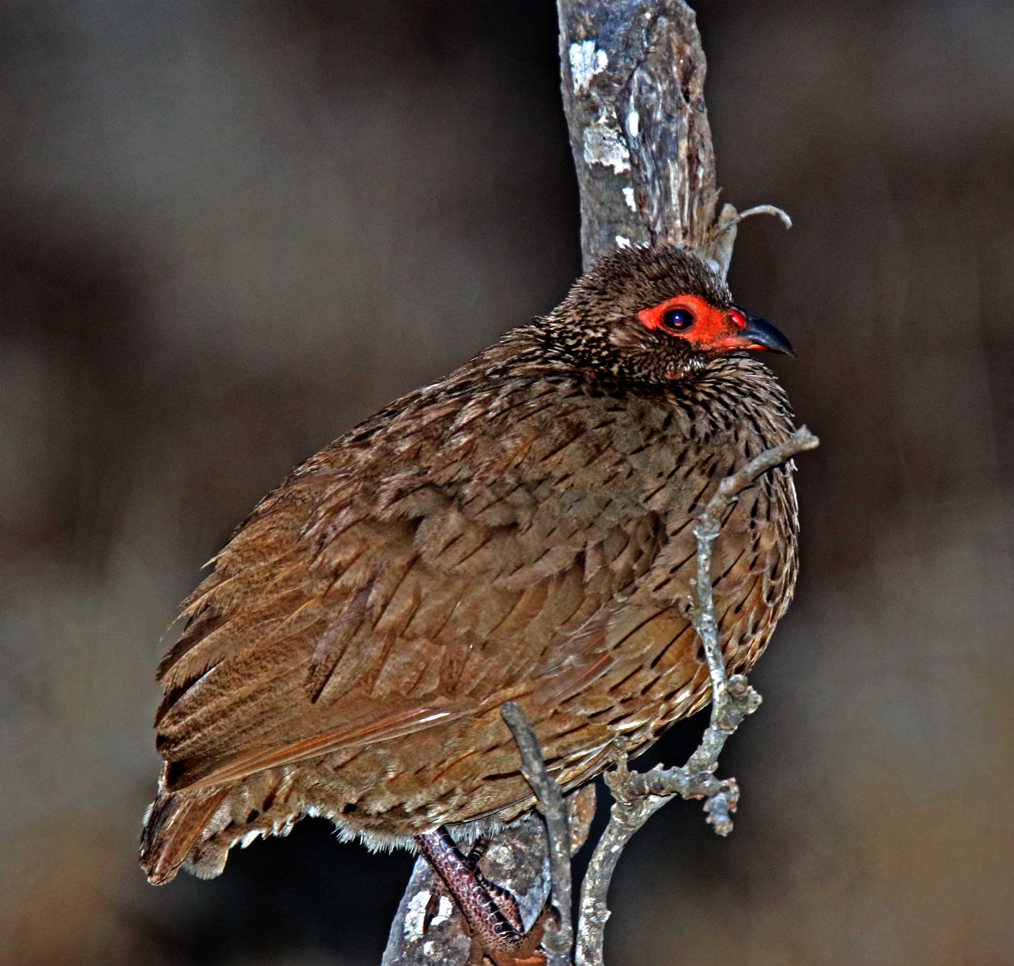 Swainsons Spurfowl_4064.jpg