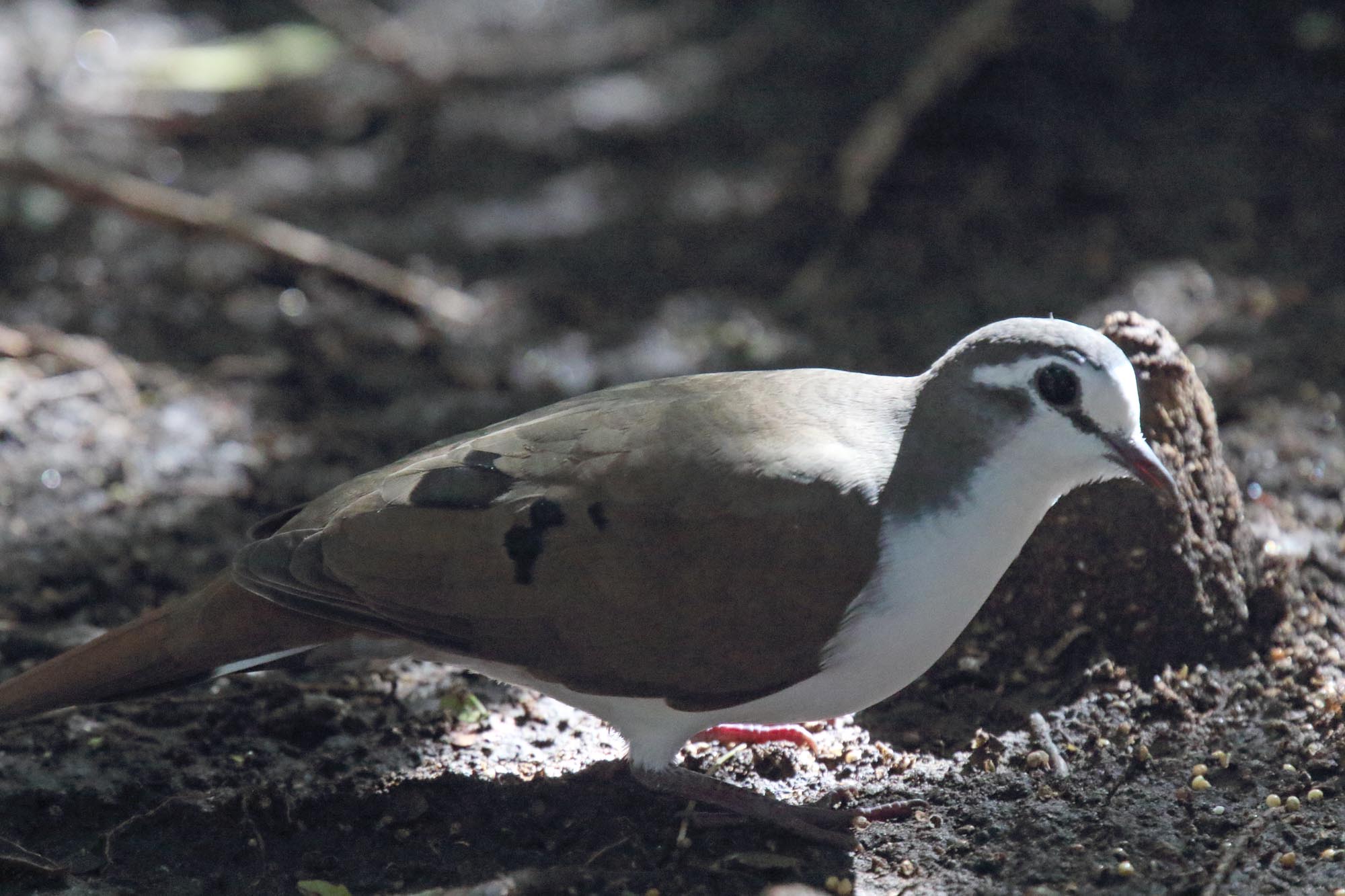 Tambourine Dove - male_0681.jpg