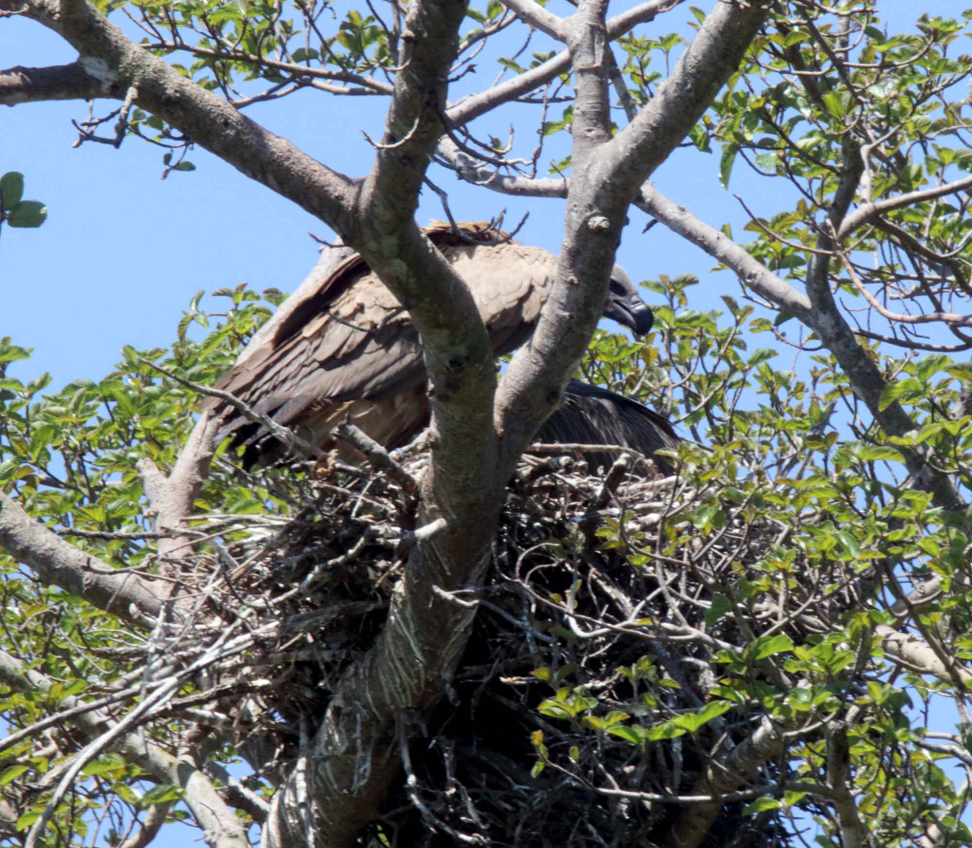 White-backed Vulture_5146.jpg