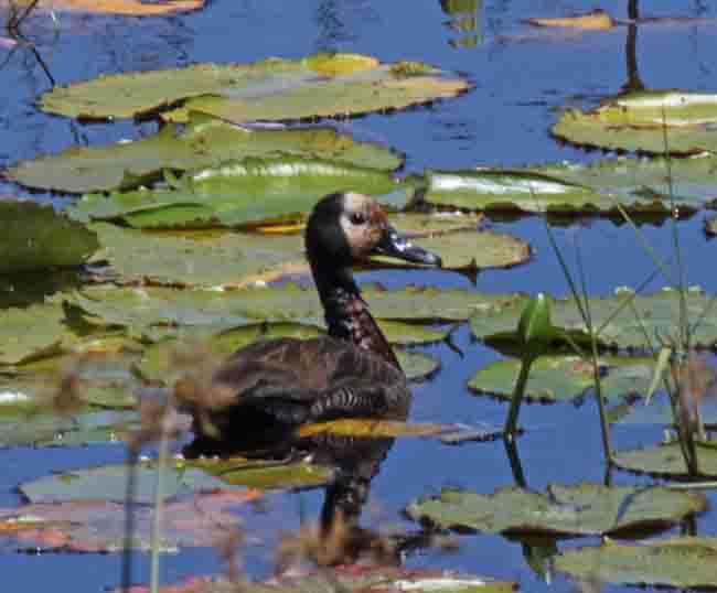 White-faced Whistling Duck_5519.jpg