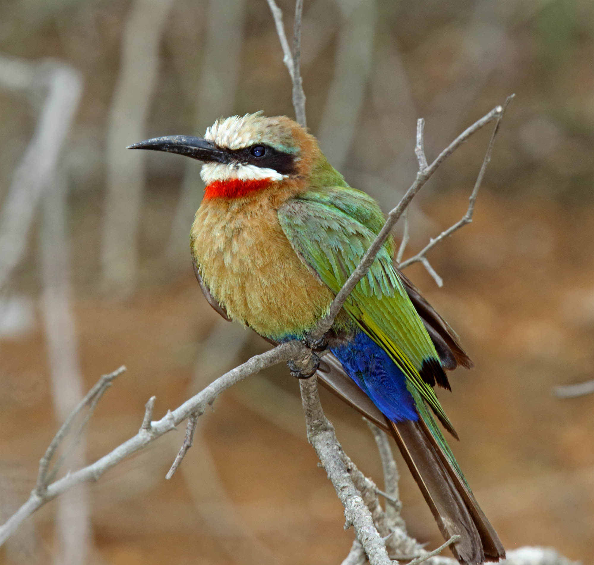 White-fronted Bee-eater_5343.jpg