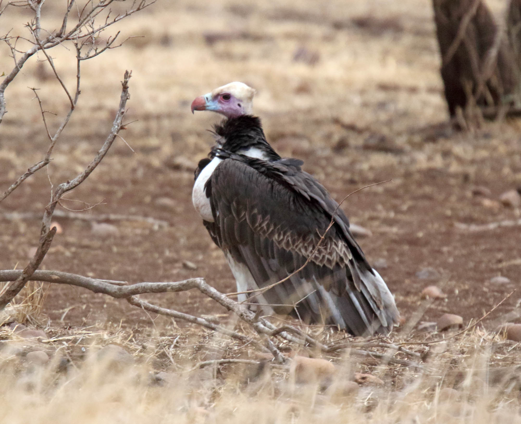 White-headed Vulture_5164.jpg