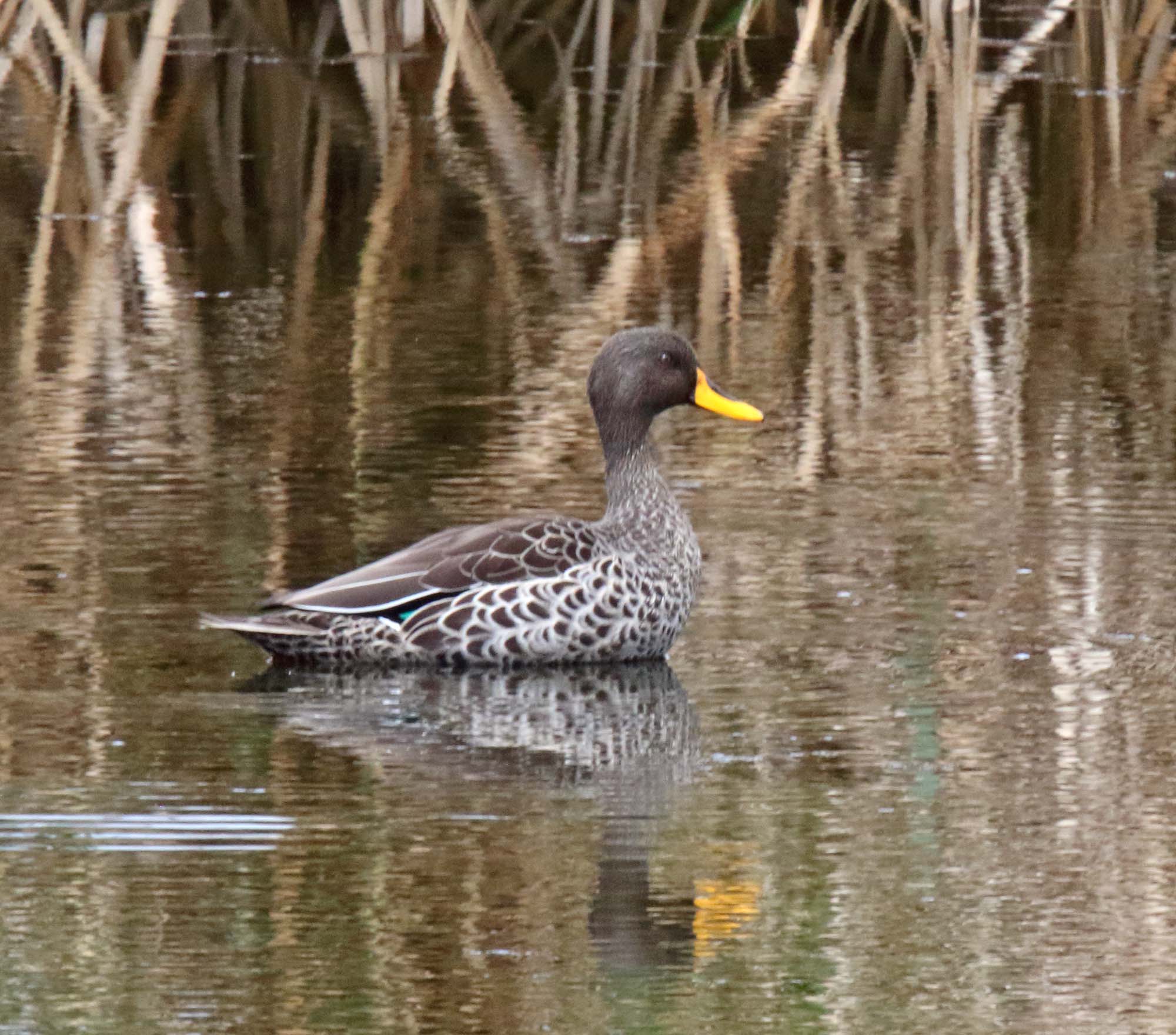 Yellow-billed Duck_9965.jpg