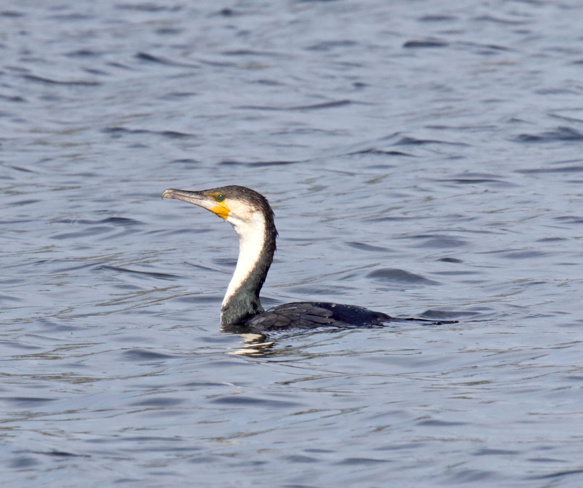 Great Cormorant - adult_7655.jpg 