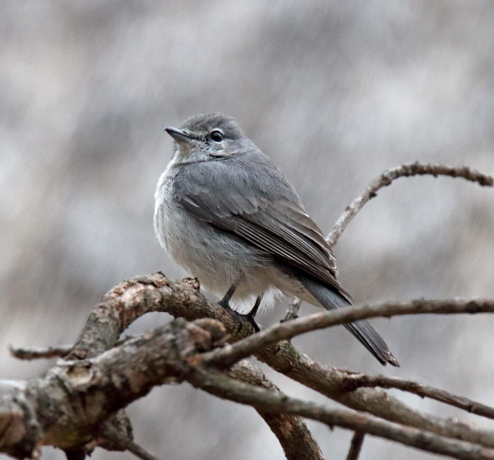African Dusky Flycatcher_1174.jpg