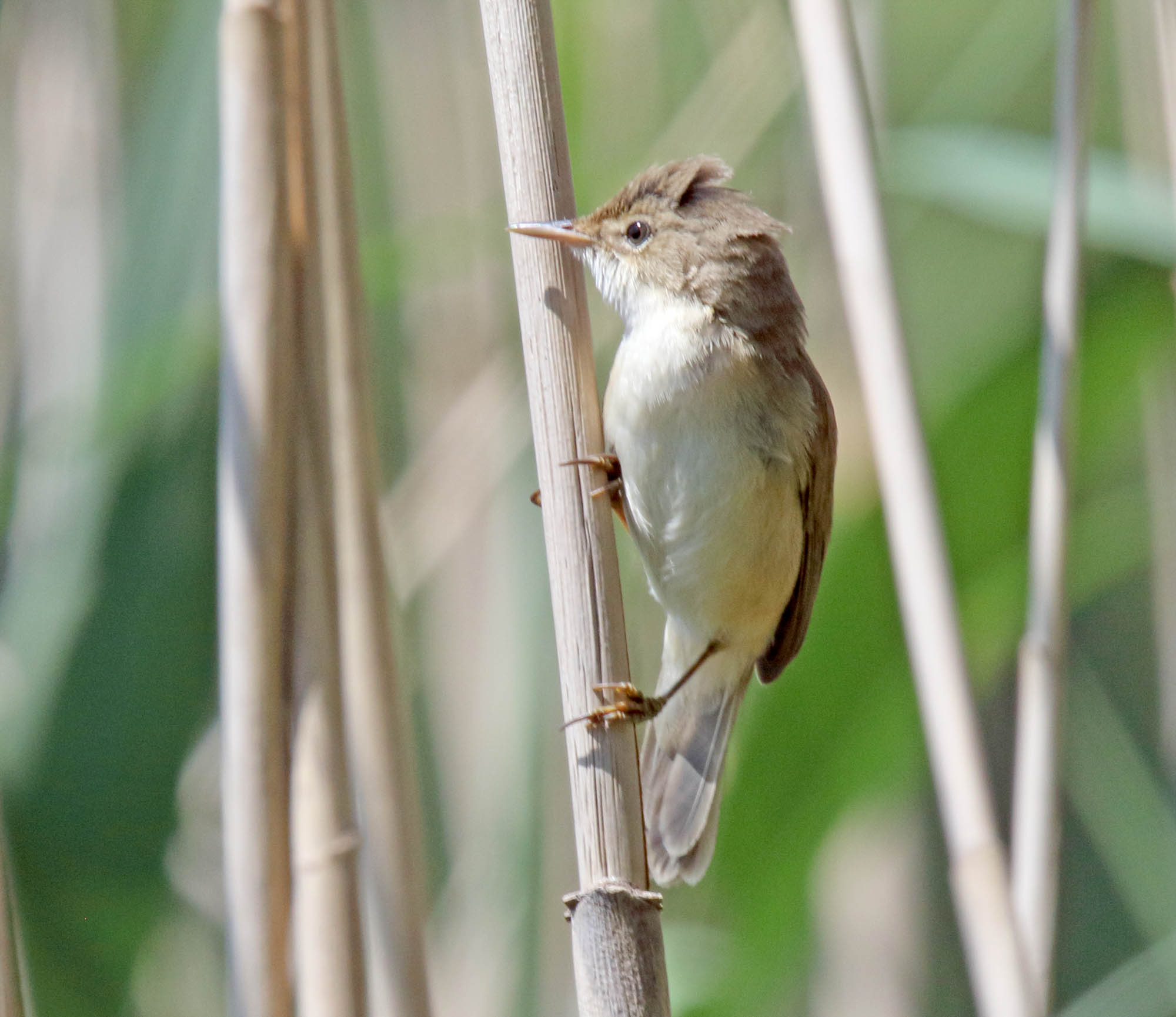 Common Reed Warbler_8023.jpg